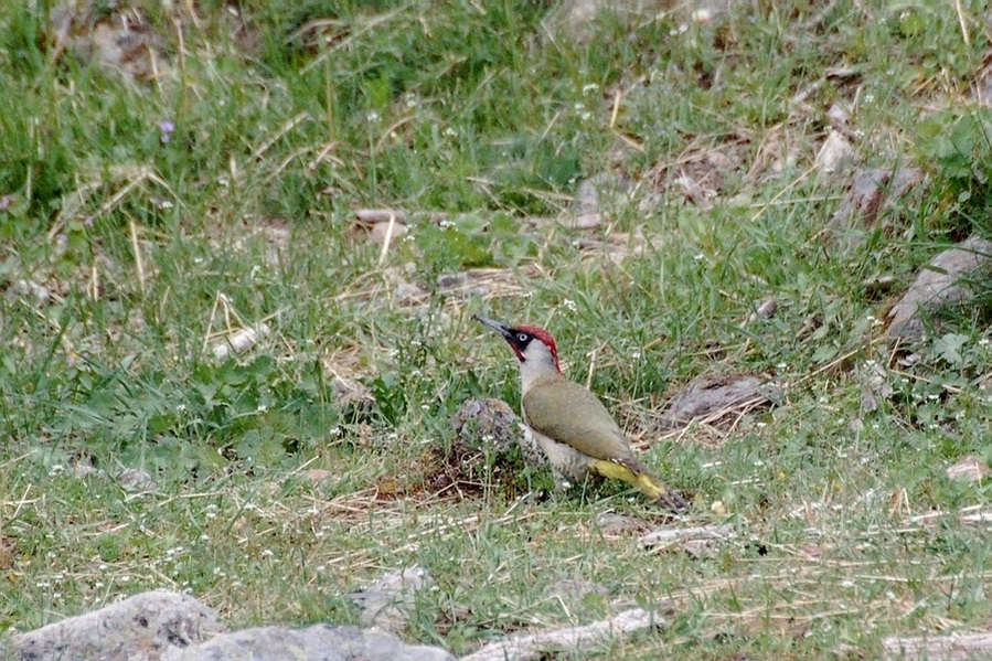 Yeşil ağaçkakan