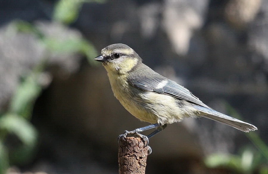 Mavi baştankara