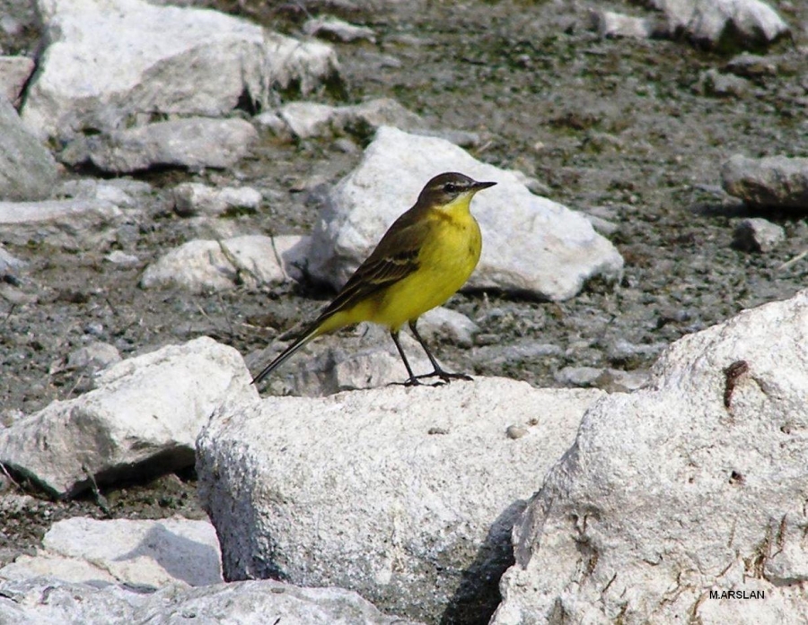 Sarı kuyruksallayan