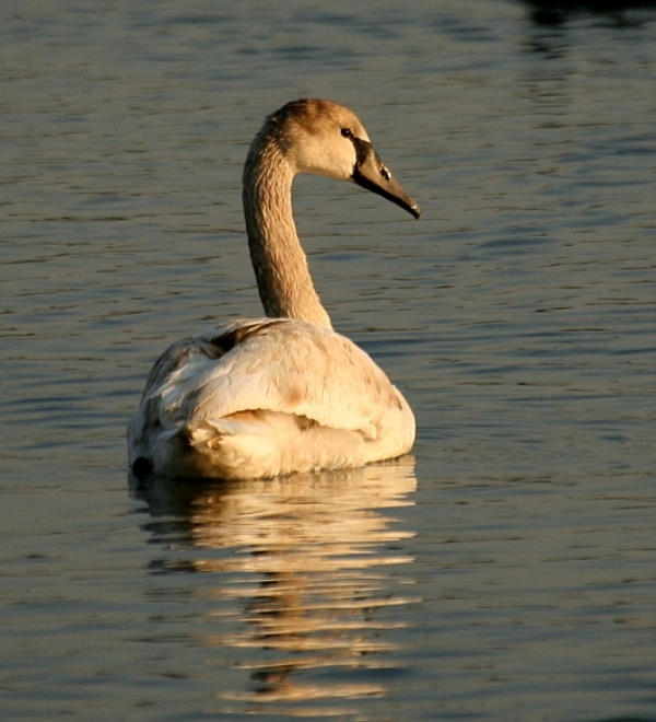 Kuğu