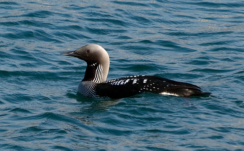 Karagerdanlı dalgıç