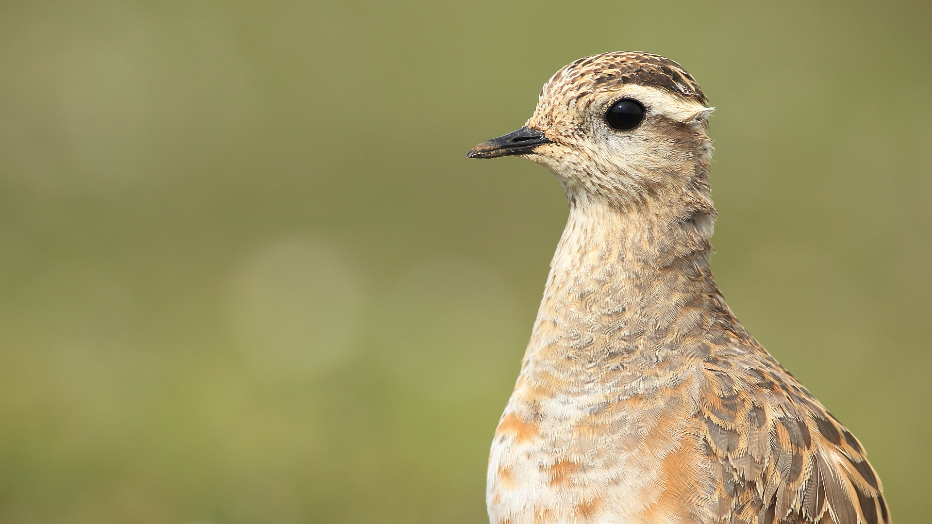 Dağ cılıbıtı » Eurasian Dotterel » Charadrius morinellus