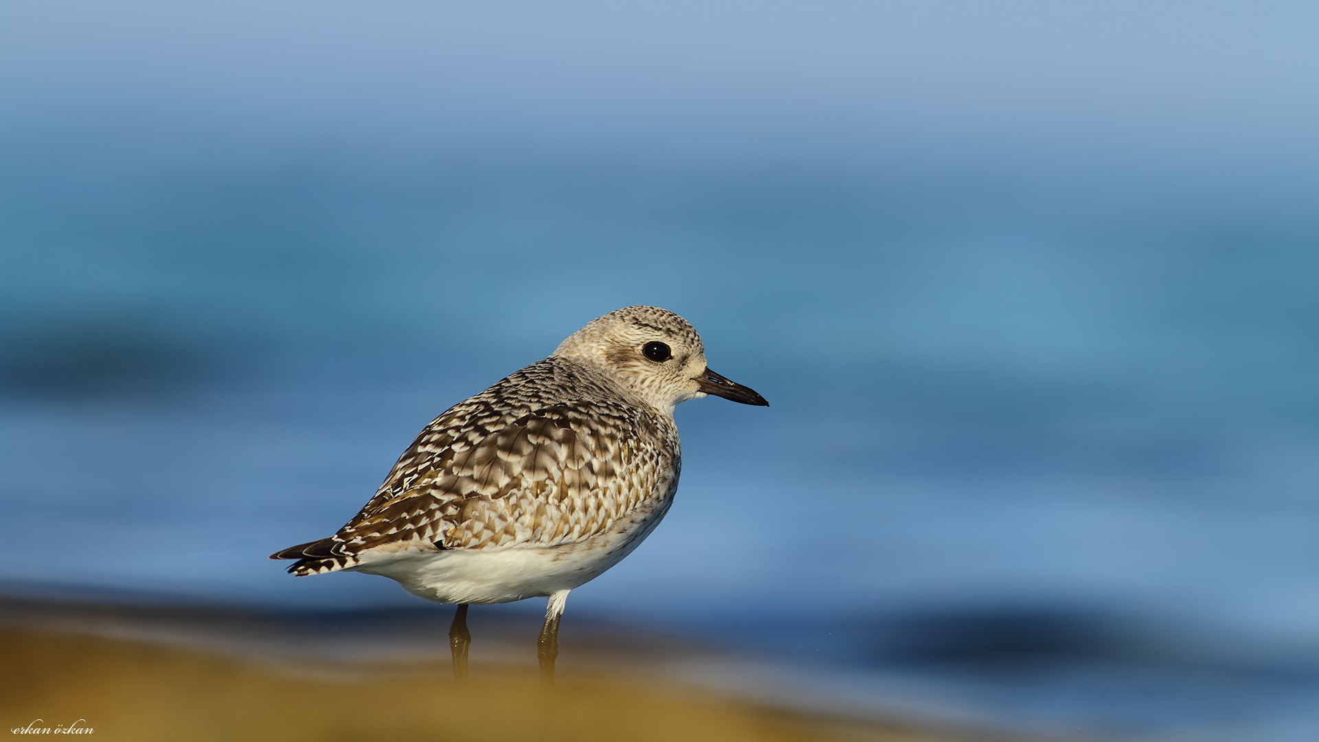 Gümüş yağmurcun » Grey Plover » Pluvialis squatarola