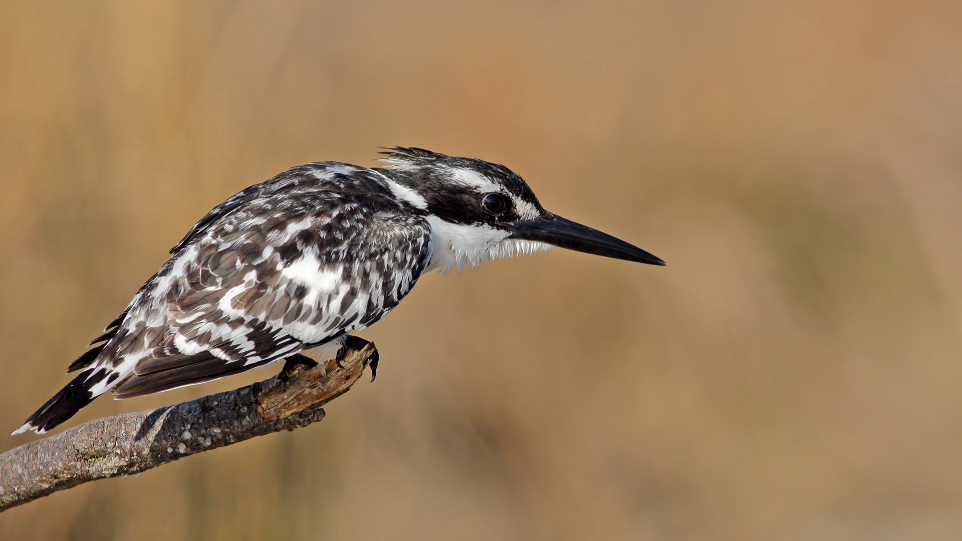 Alaca yalıçapkını » Pied Kingfisher » Ceryle rudis