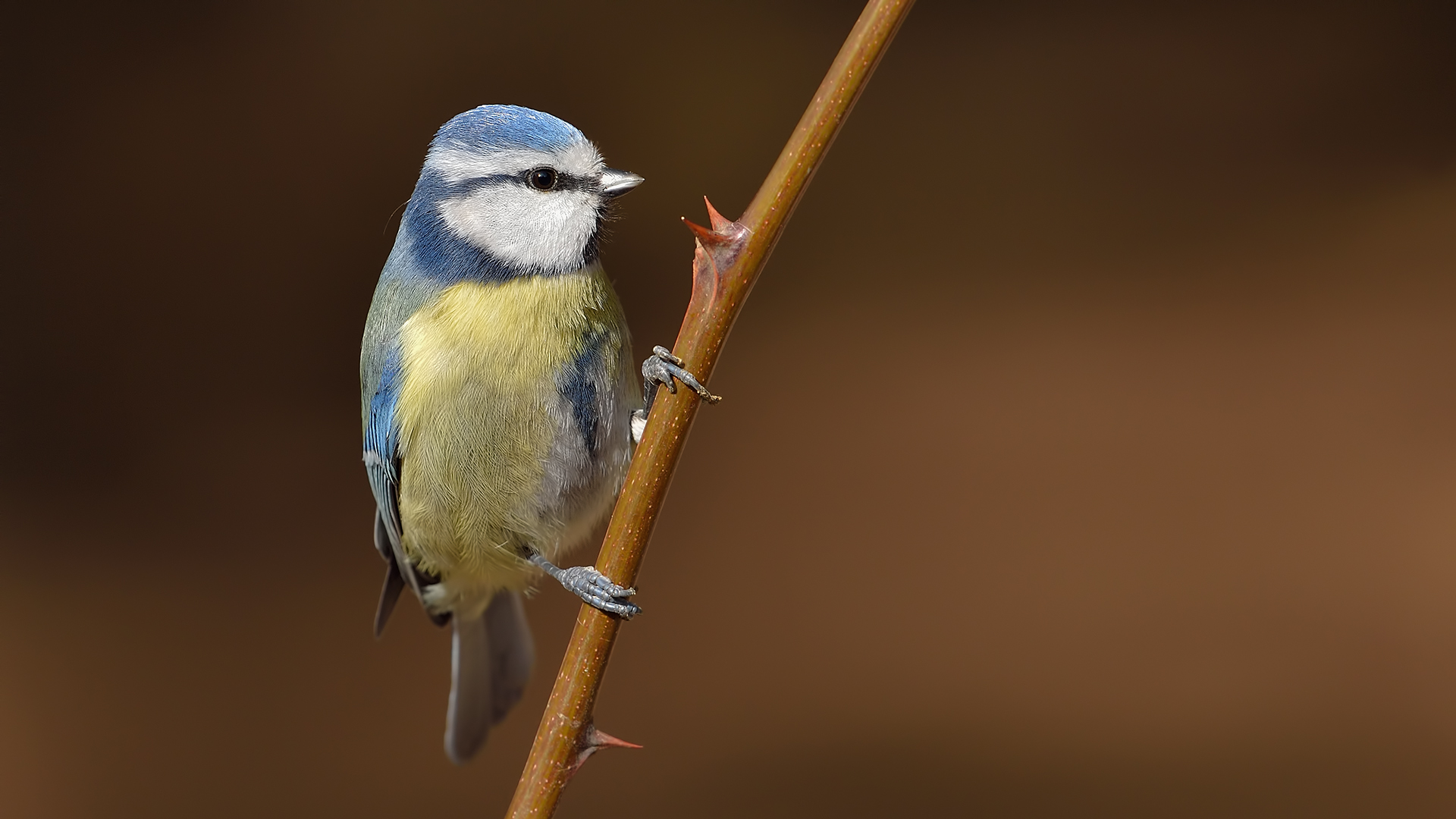 Mavi baştankara » Eurasian Blue Tit » Cyanistes caeruleus