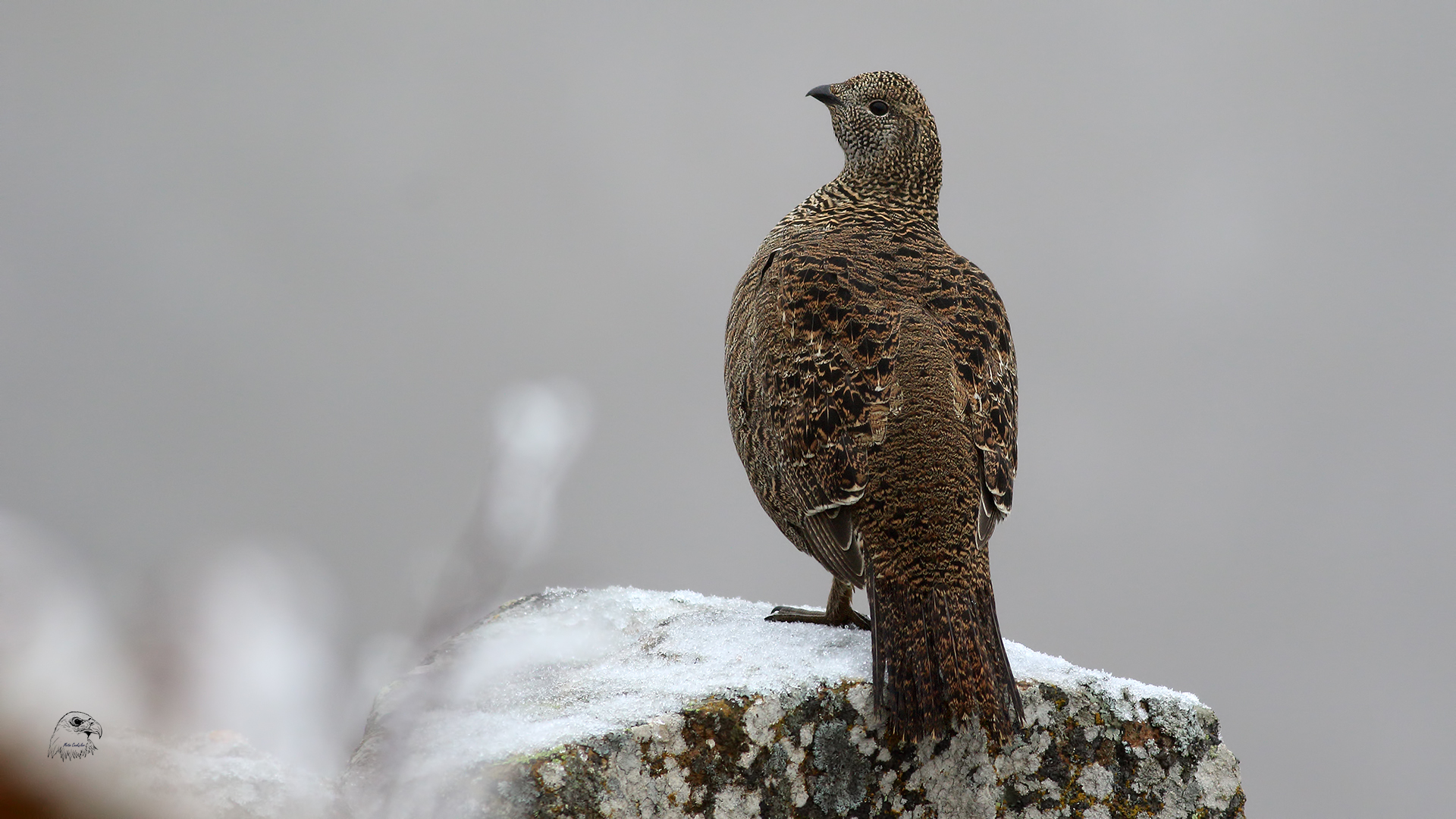 Dağhorozu » Caucasian Grouse » Lyrurus mlokosiewiczi