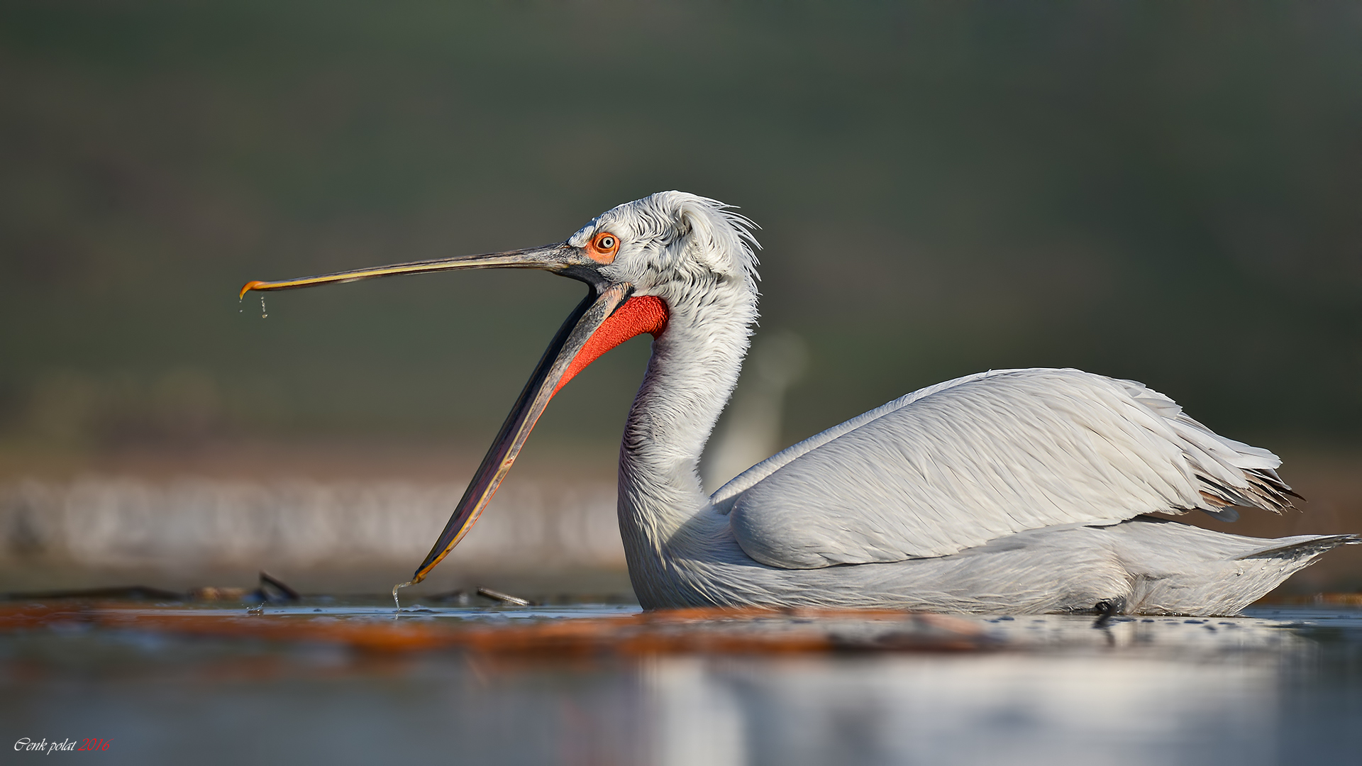 Tepeli pelikan » Dalmatian Pelican » Pelecanus crispus