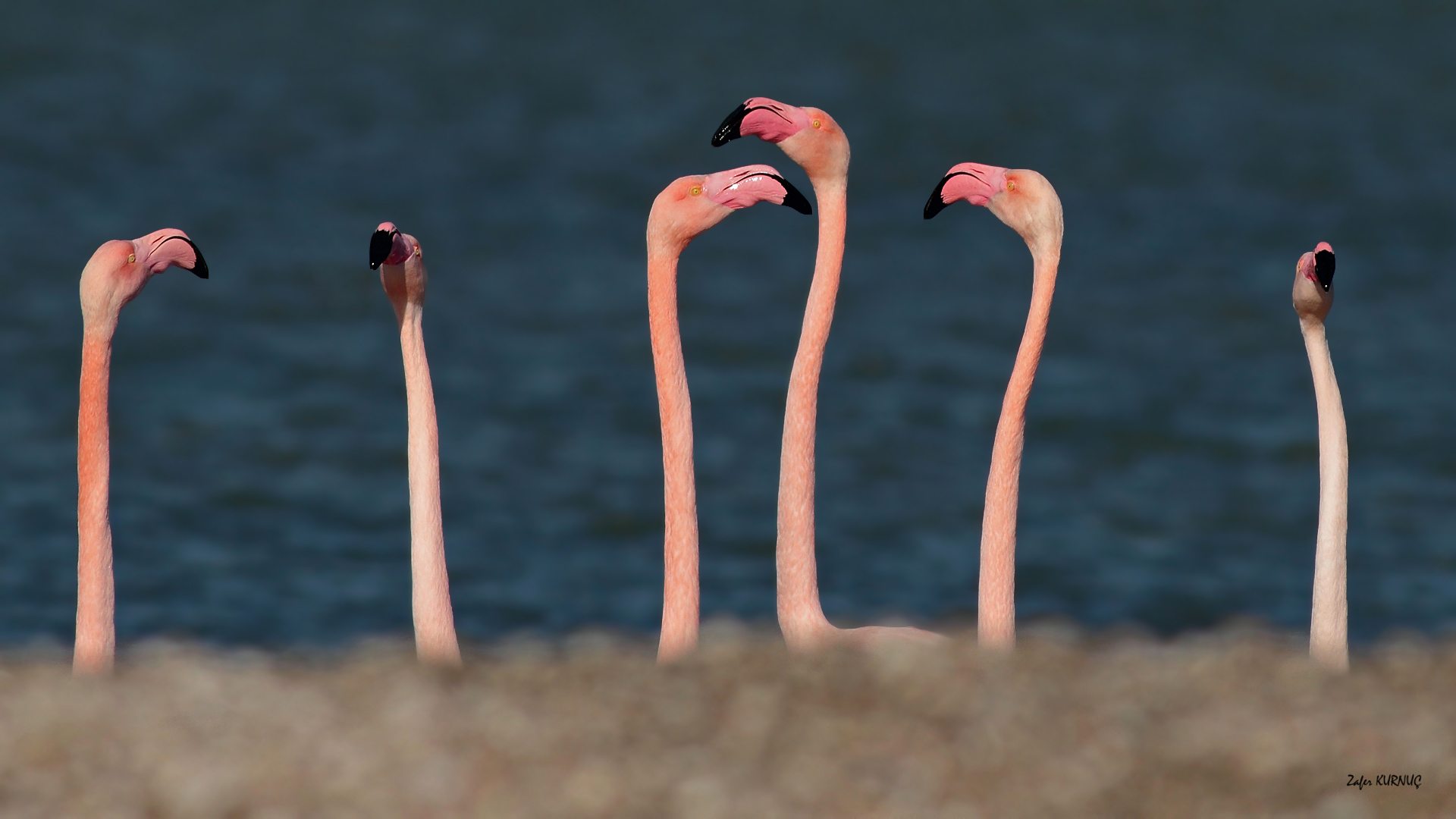 Flamingo