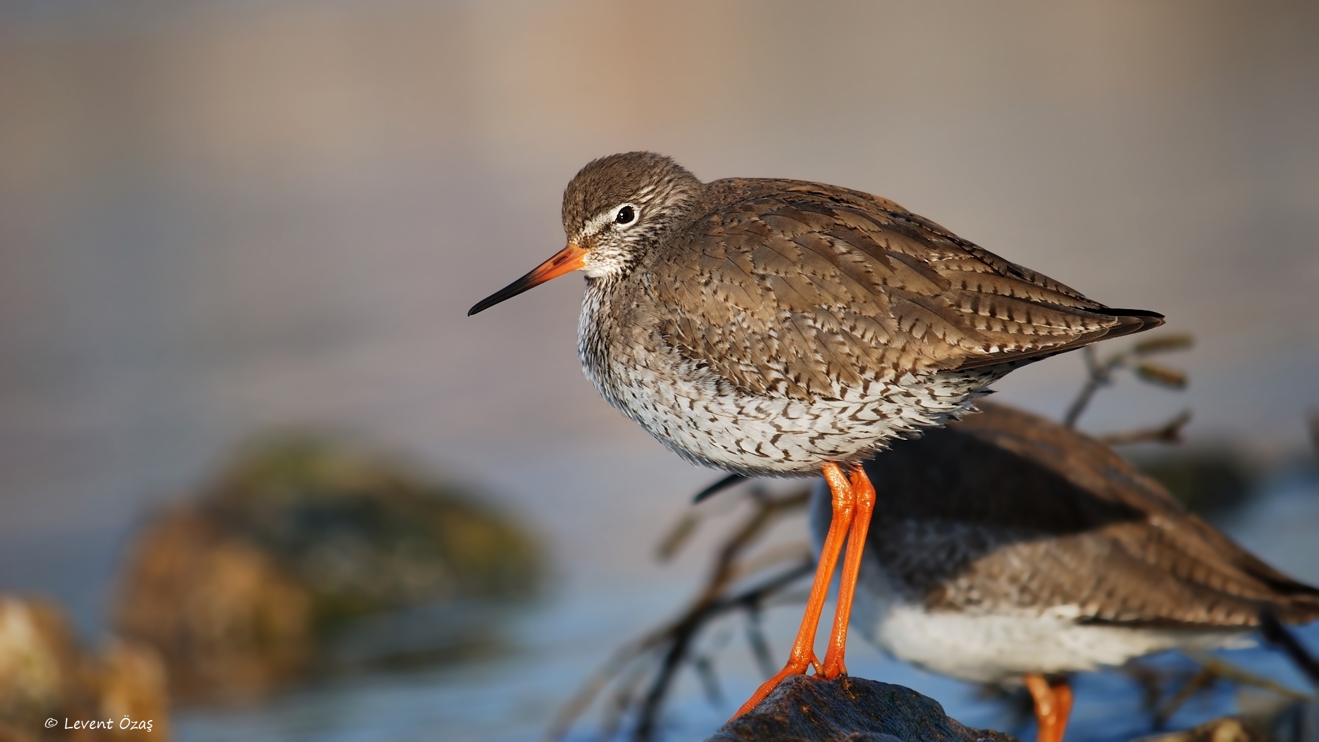 Kızılbacak » Common Redshank » Tringa totanus