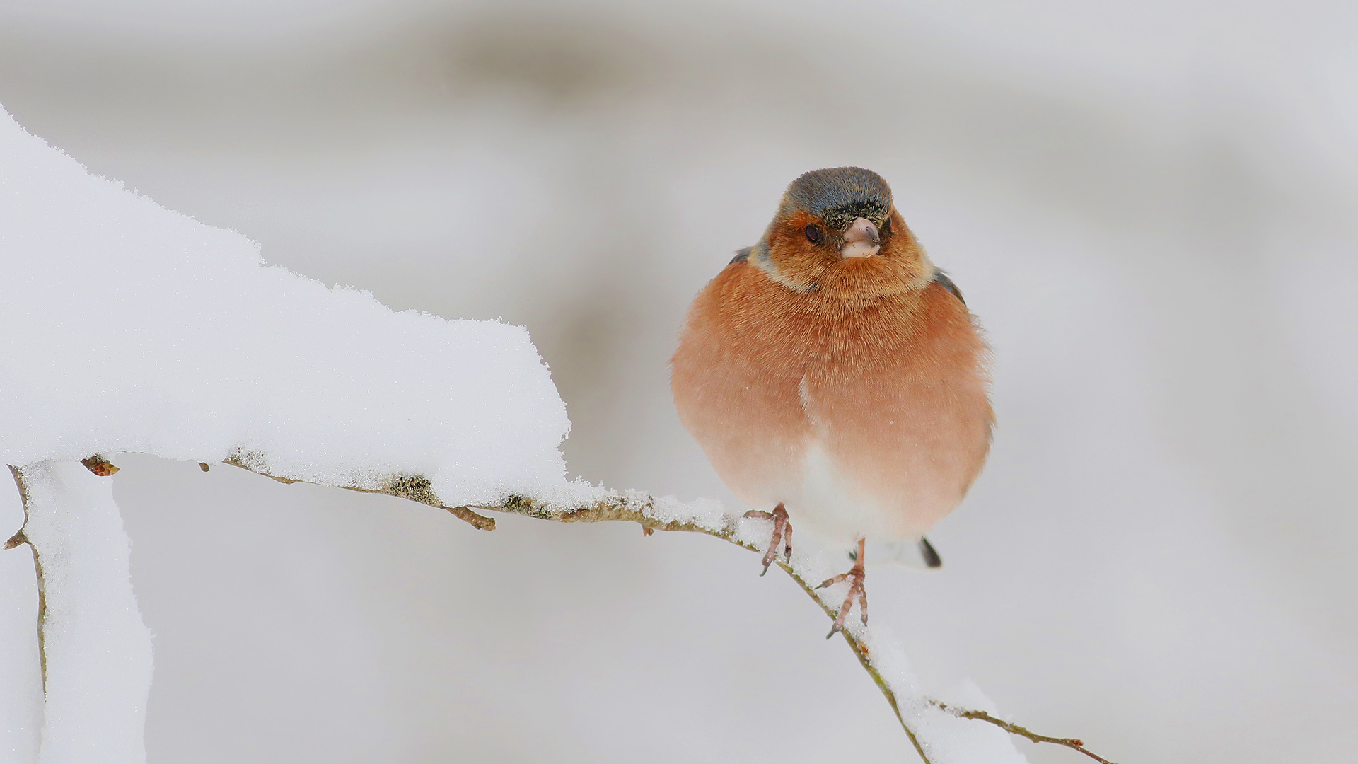 İspinoz » Common Chaffinch » Fringilla coelebs