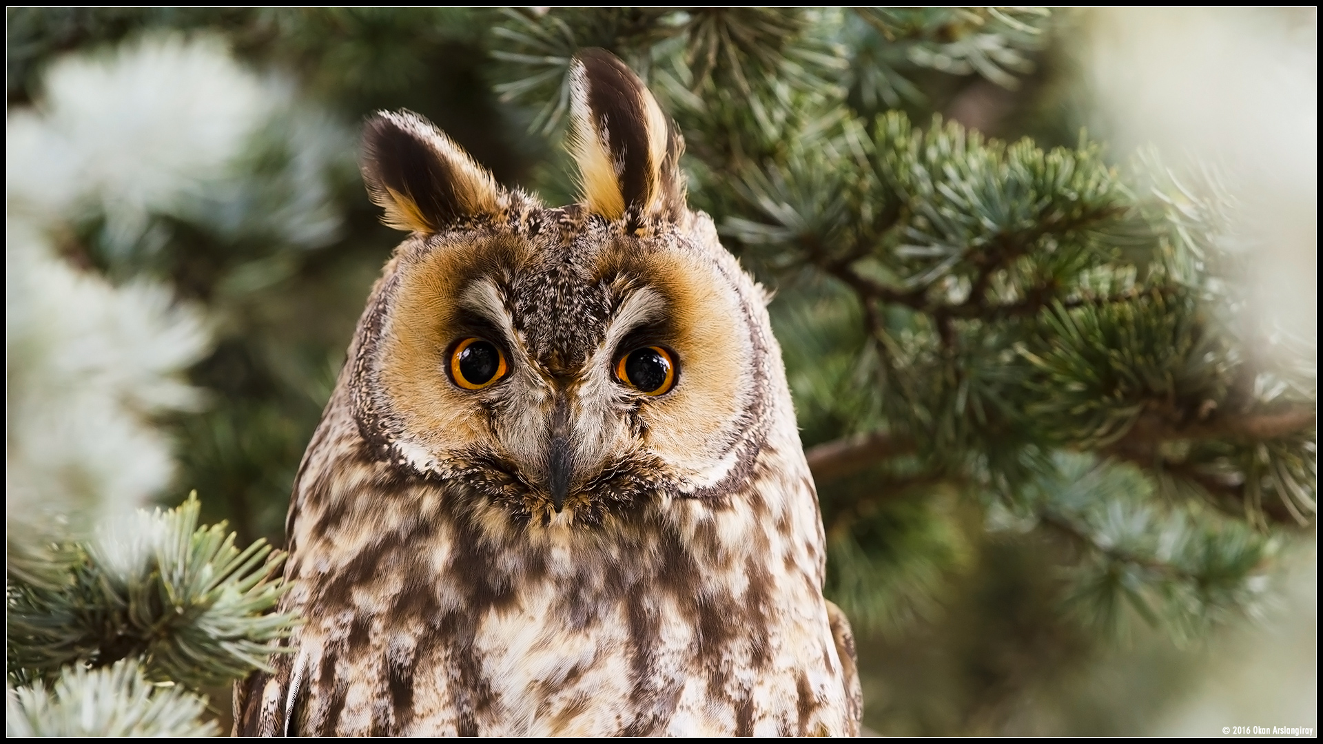 Kulaklı orman baykuşu » Long-eared Owl » Asio otus