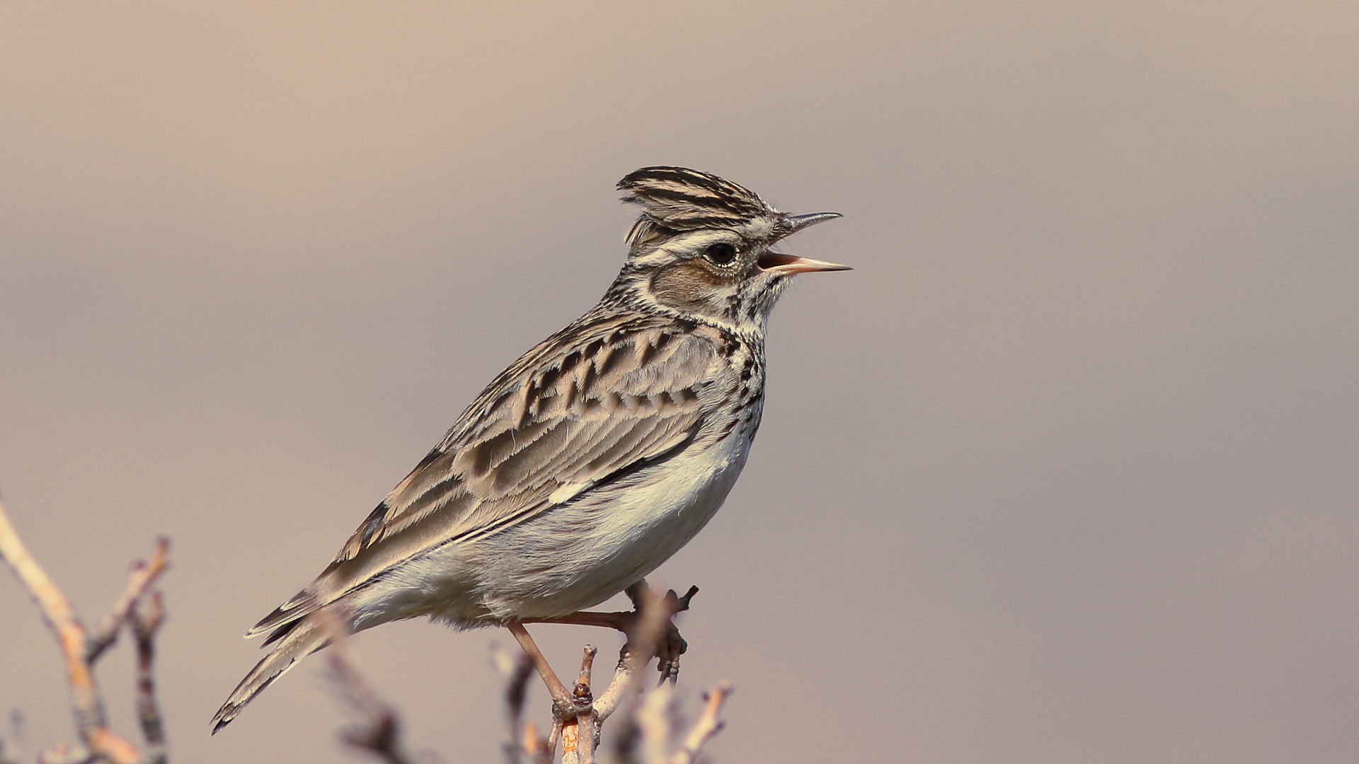 Orman toygarı » Woodlark » Lullula arborea