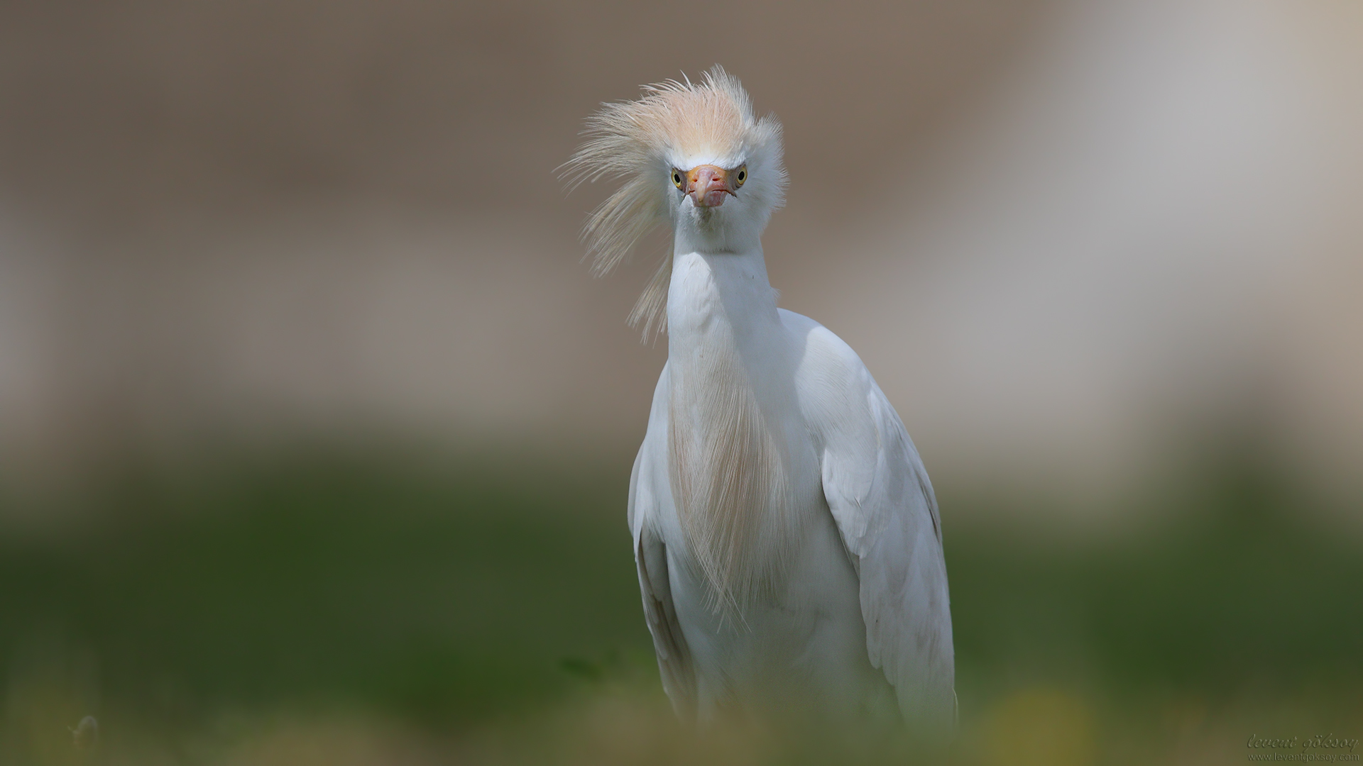 Sığır balıkçılı » Western Cattle Egret » Bubulcus ibis