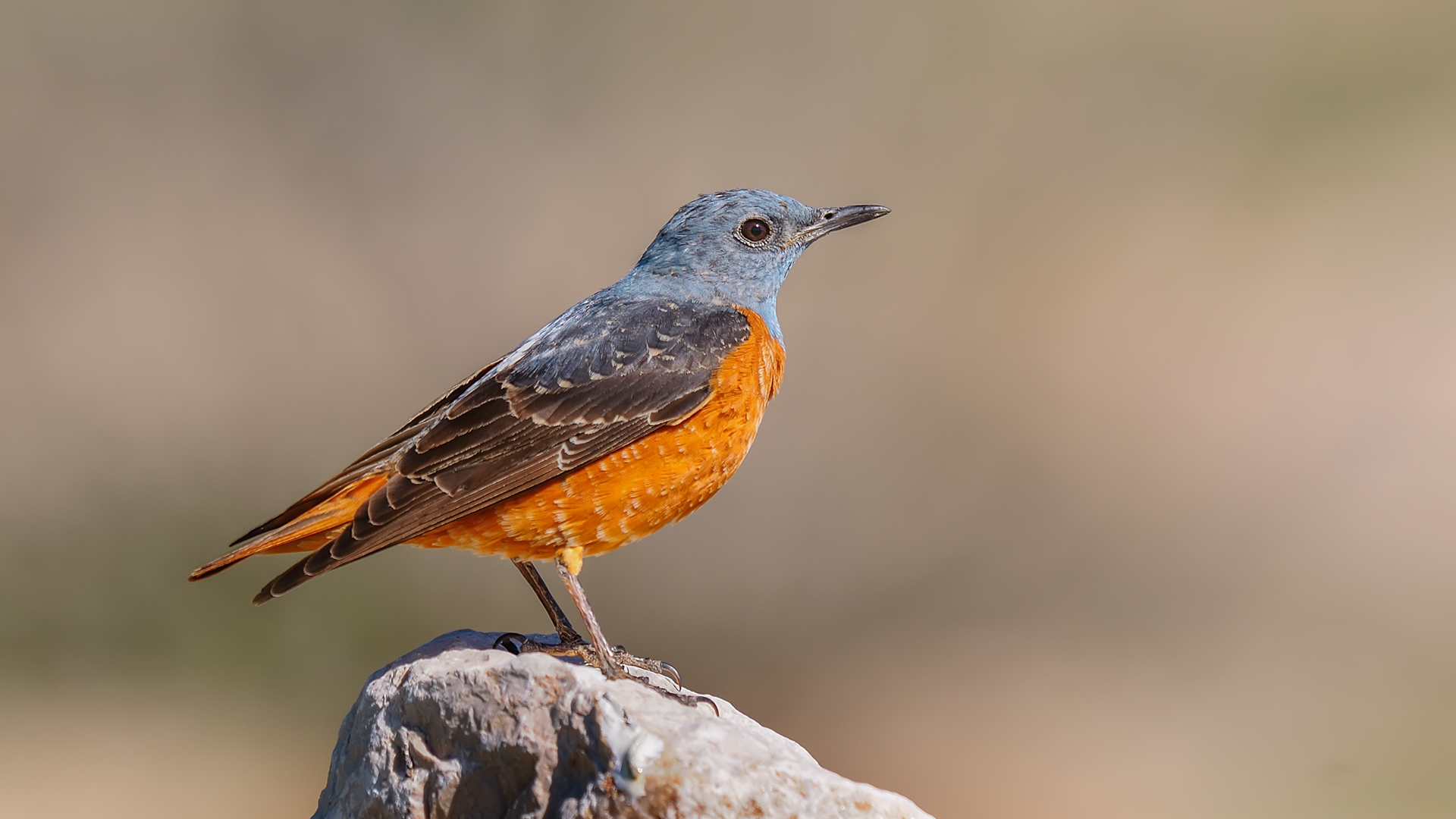 Taşkızılı » Common Rock Thrush » Monticola saxatilis