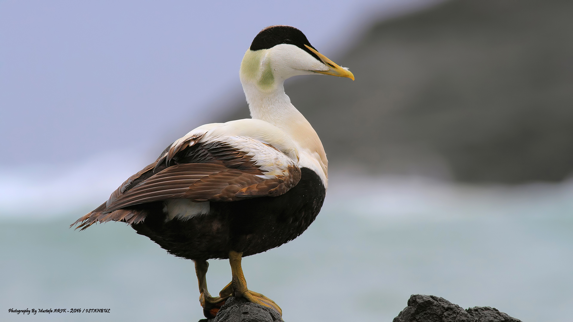 Pufla » Common Eider » Somateria mollissima