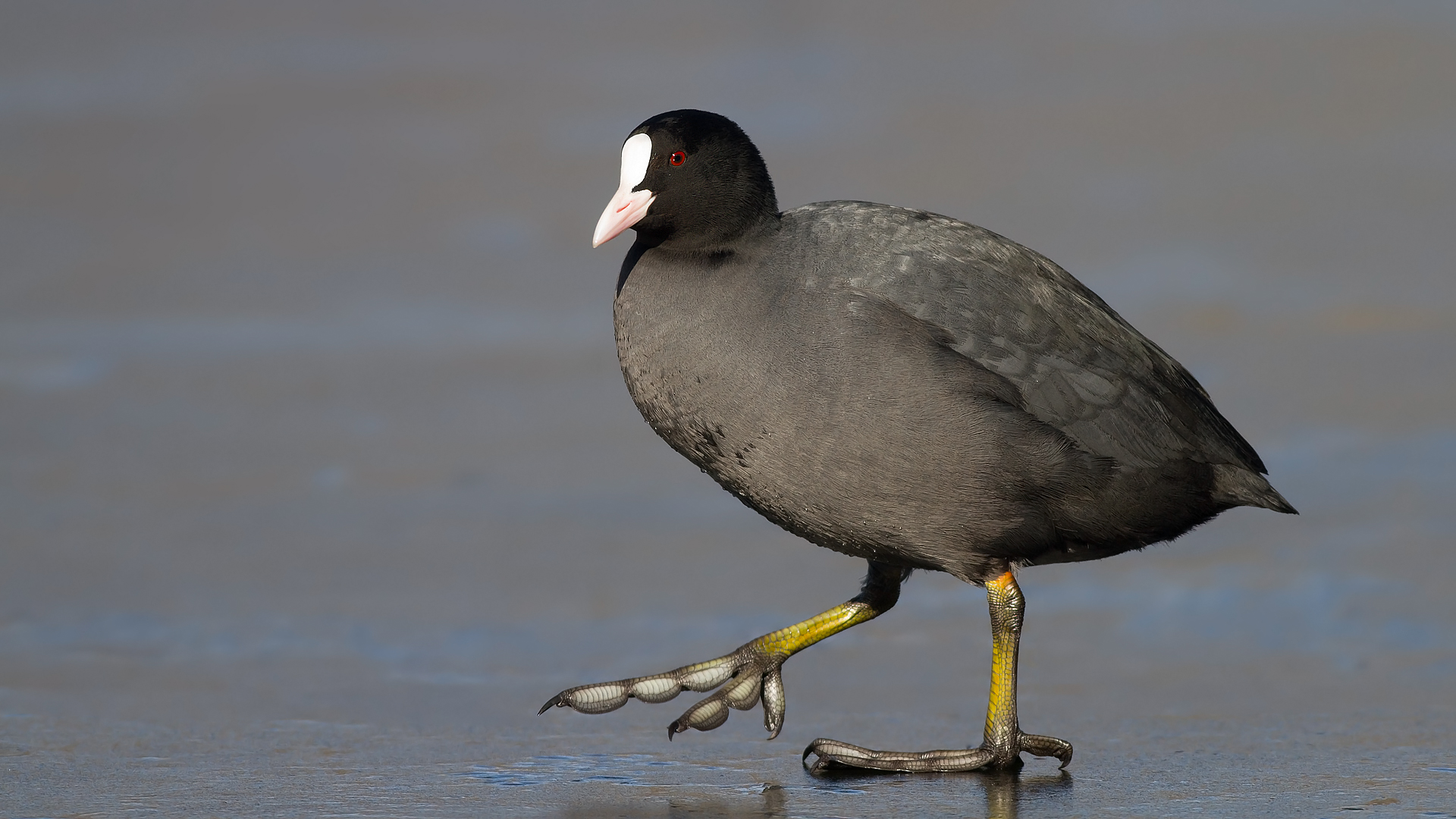 Sakarmeke » Eurasian Coot » Fulica atra