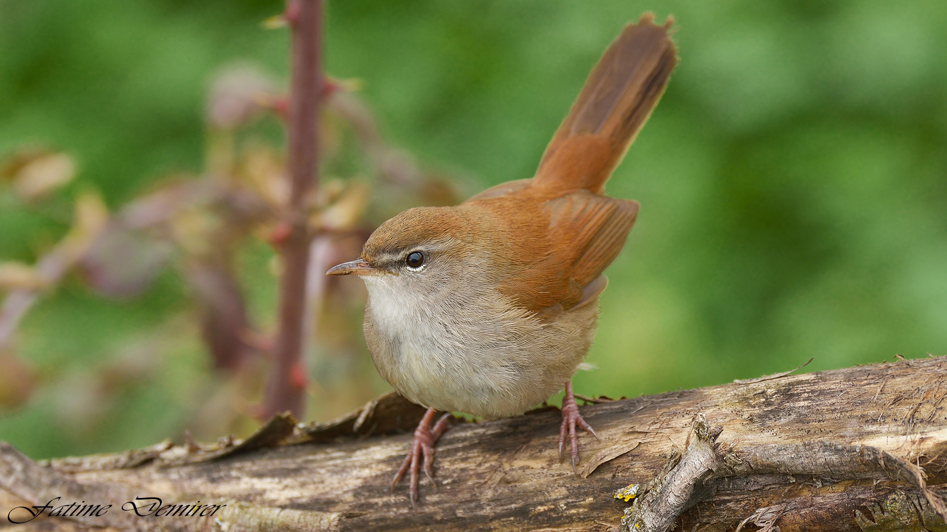 Kamışbülbülü » Cetti`s Warbler » Cettia cetti