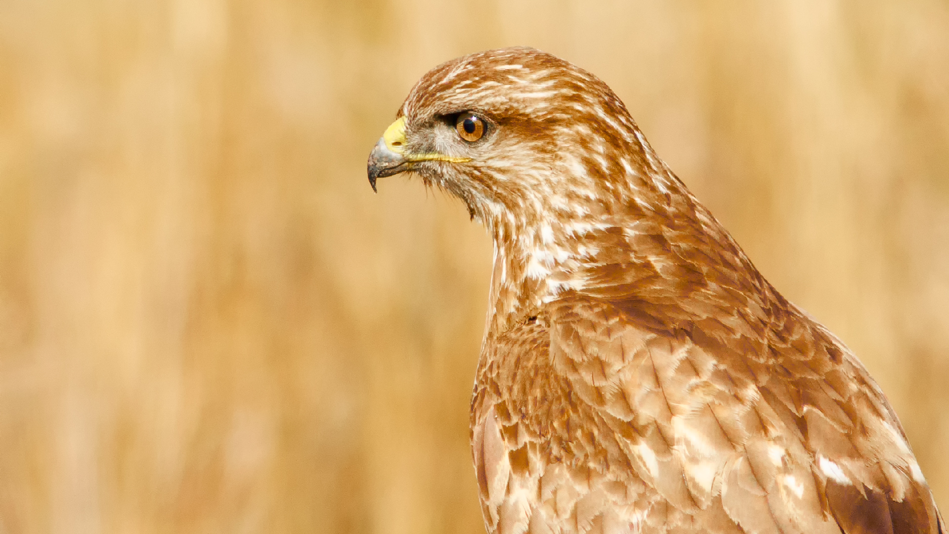 Şahin » Common Buzzard » Buteo buteo