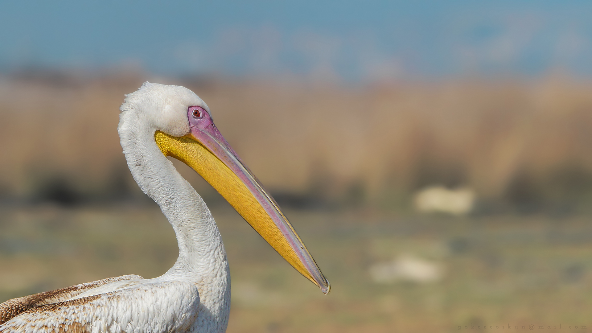 Ak pelikan » Great White Pelican » Pelecanus onocrotalus