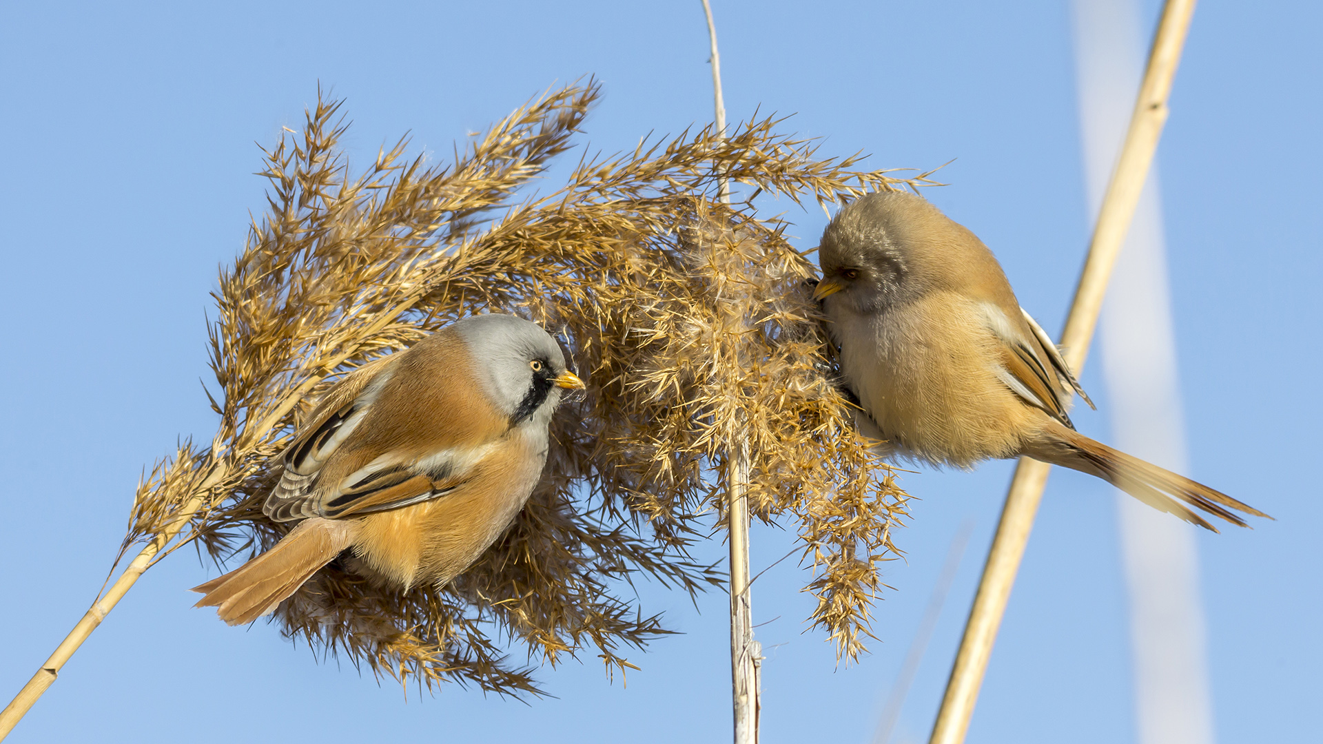 Bıyıklı baştankara » Bearded Reedling » Panurus biarmicus