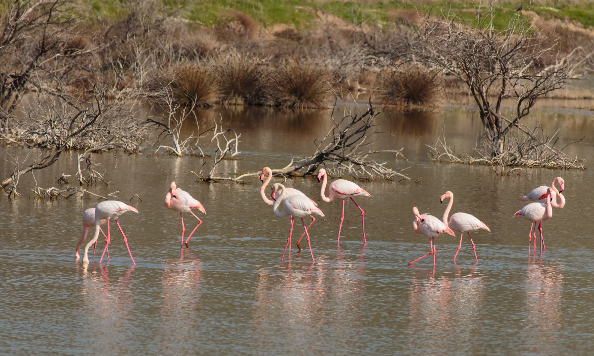 Flamingo