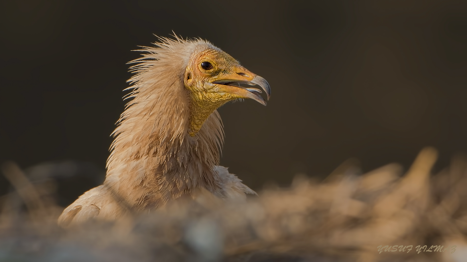 Küçük akbaba » Egyptian Vulture » Neophron percnopterus