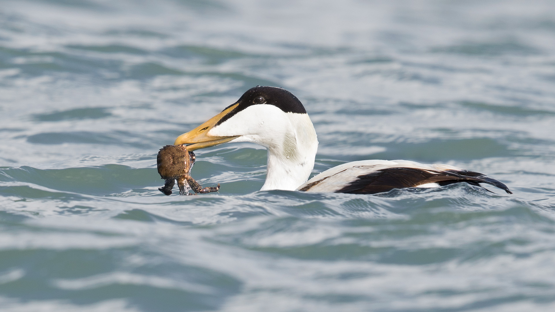 Pufla » Common Eider » Somateria mollissima