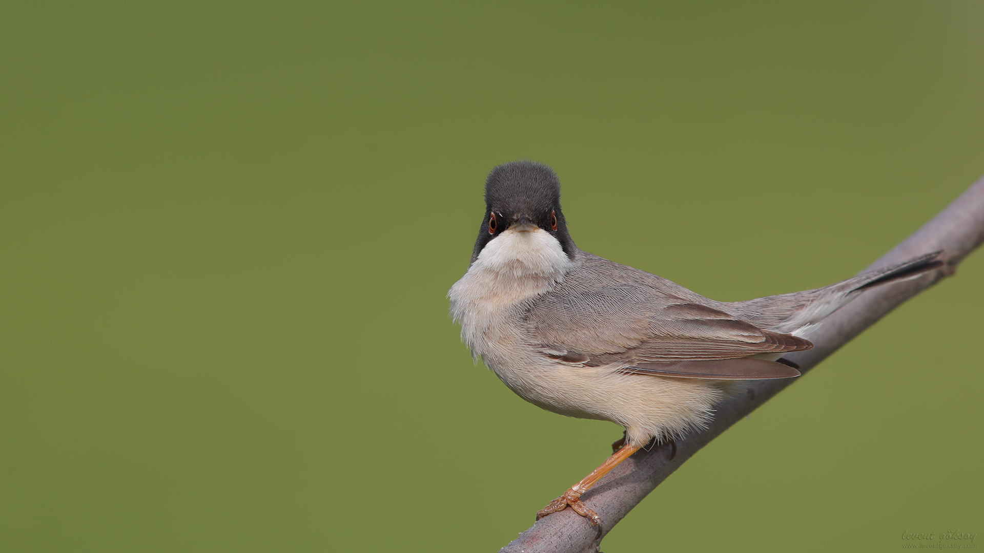 Pembegöğüslü ötleğen » Menetries`s Warbler » Sylvia mystacea