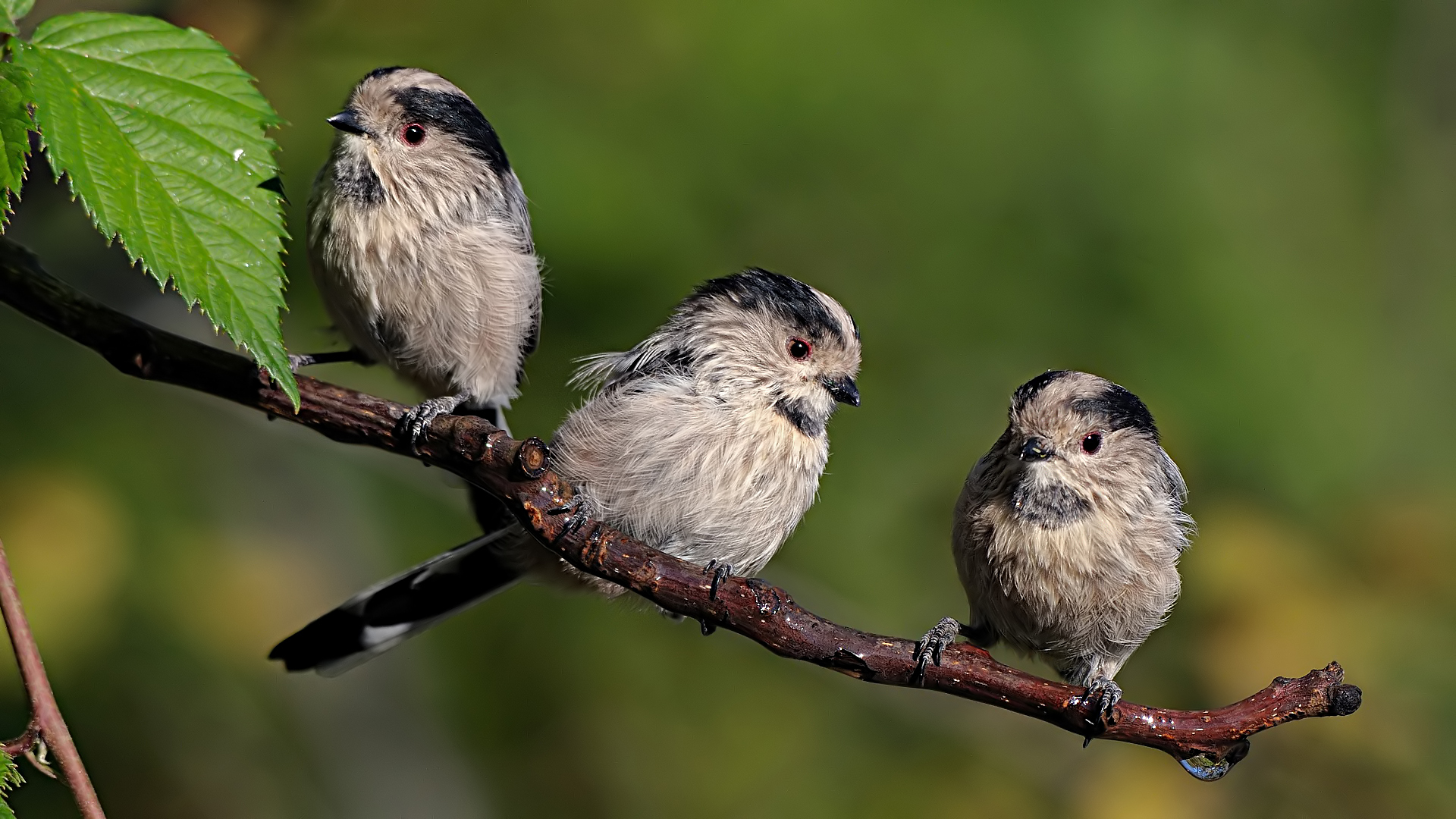 Uzunkuyruklu baştankara » Long-tailed Tit » Aegithalos caudatus