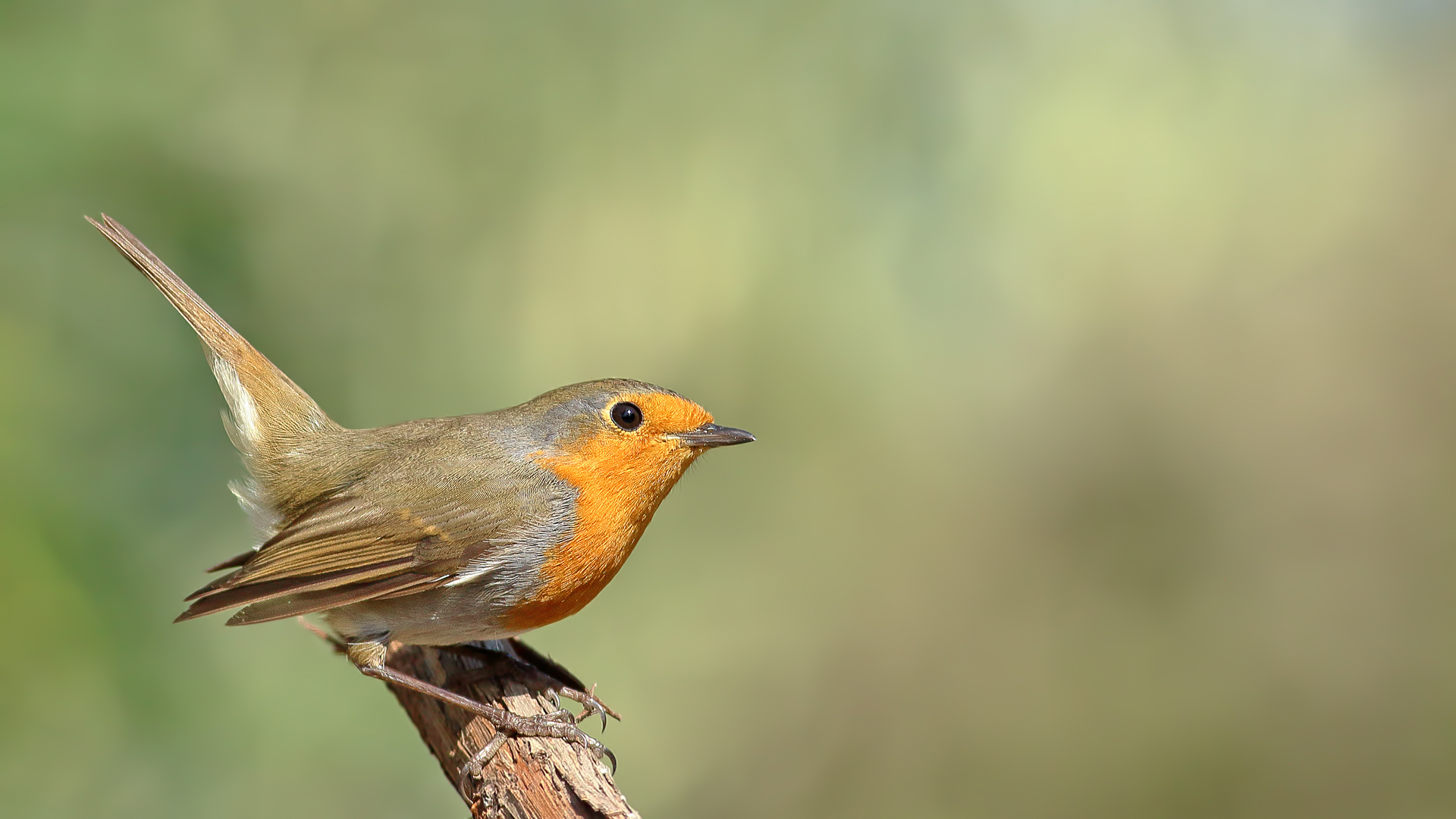 Kızılgerdan » European Robin » Erithacus rubecula