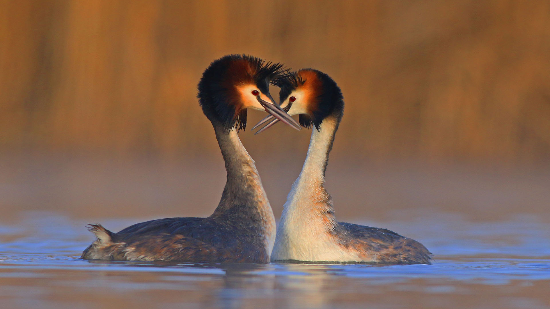 Bahri » Great Crested Grebe » Podiceps cristatus