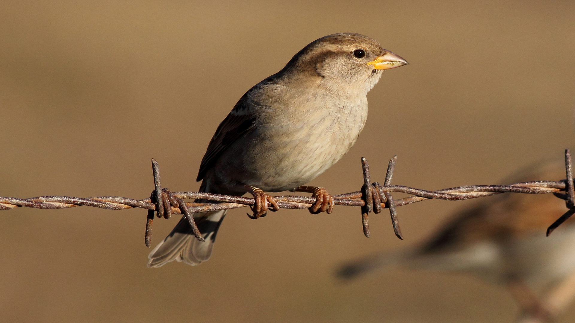 Serçe » House Sparrow » Passer domesticus