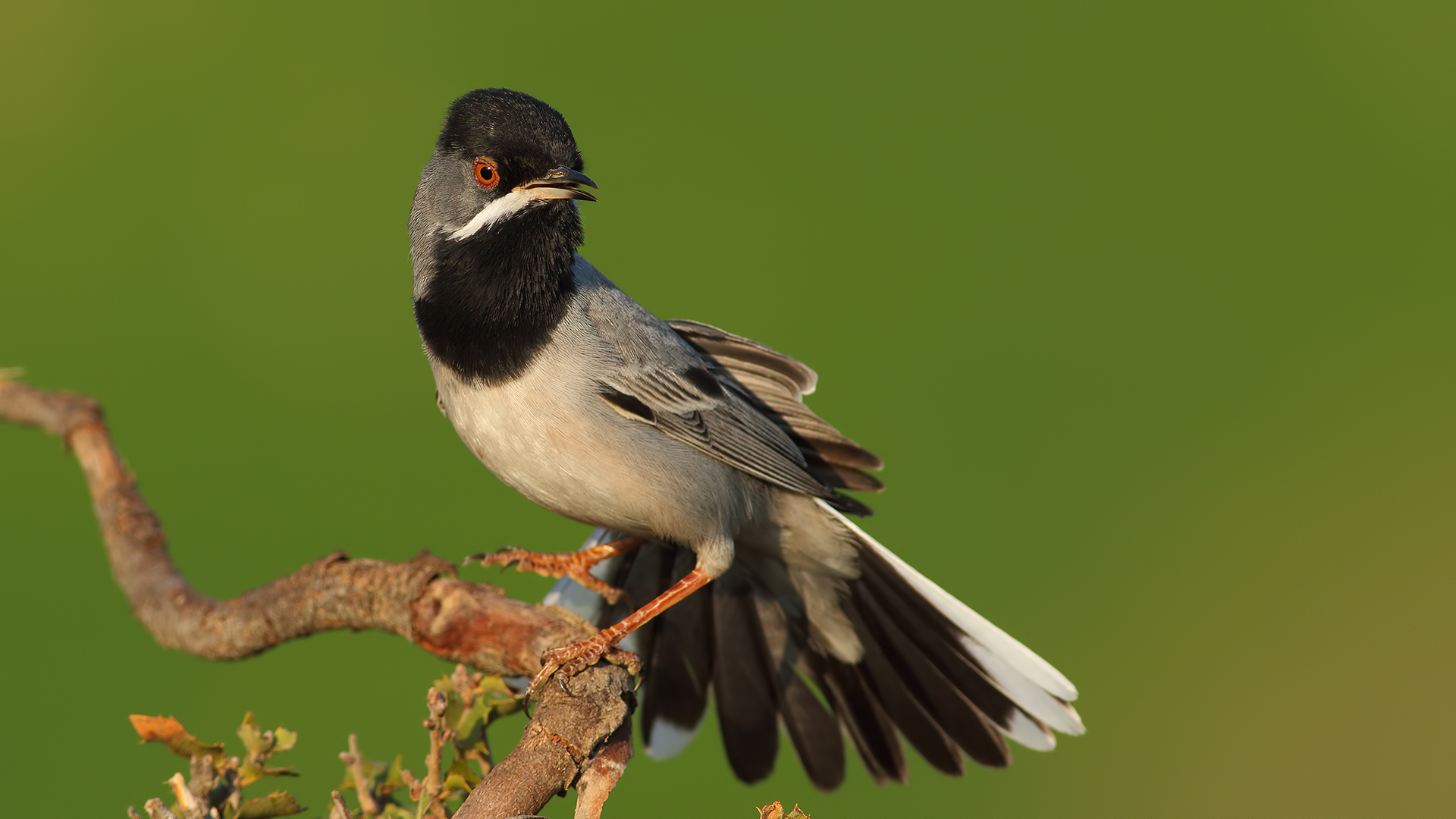 Karaboğazlı ötleğen » Rüppell`s Warbler » Sylvia ruppeli