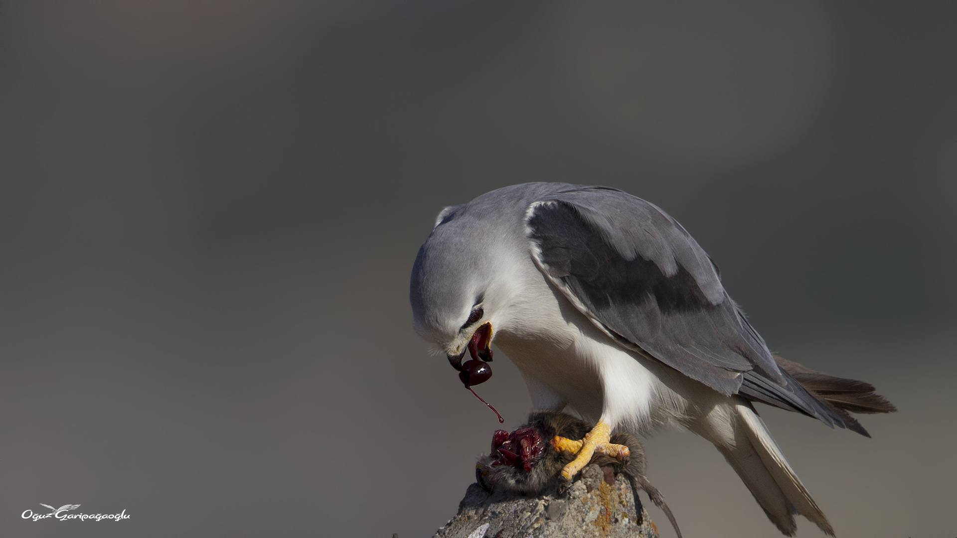 Ak çaylak » Black-winged Kite » Elanus caeruleus