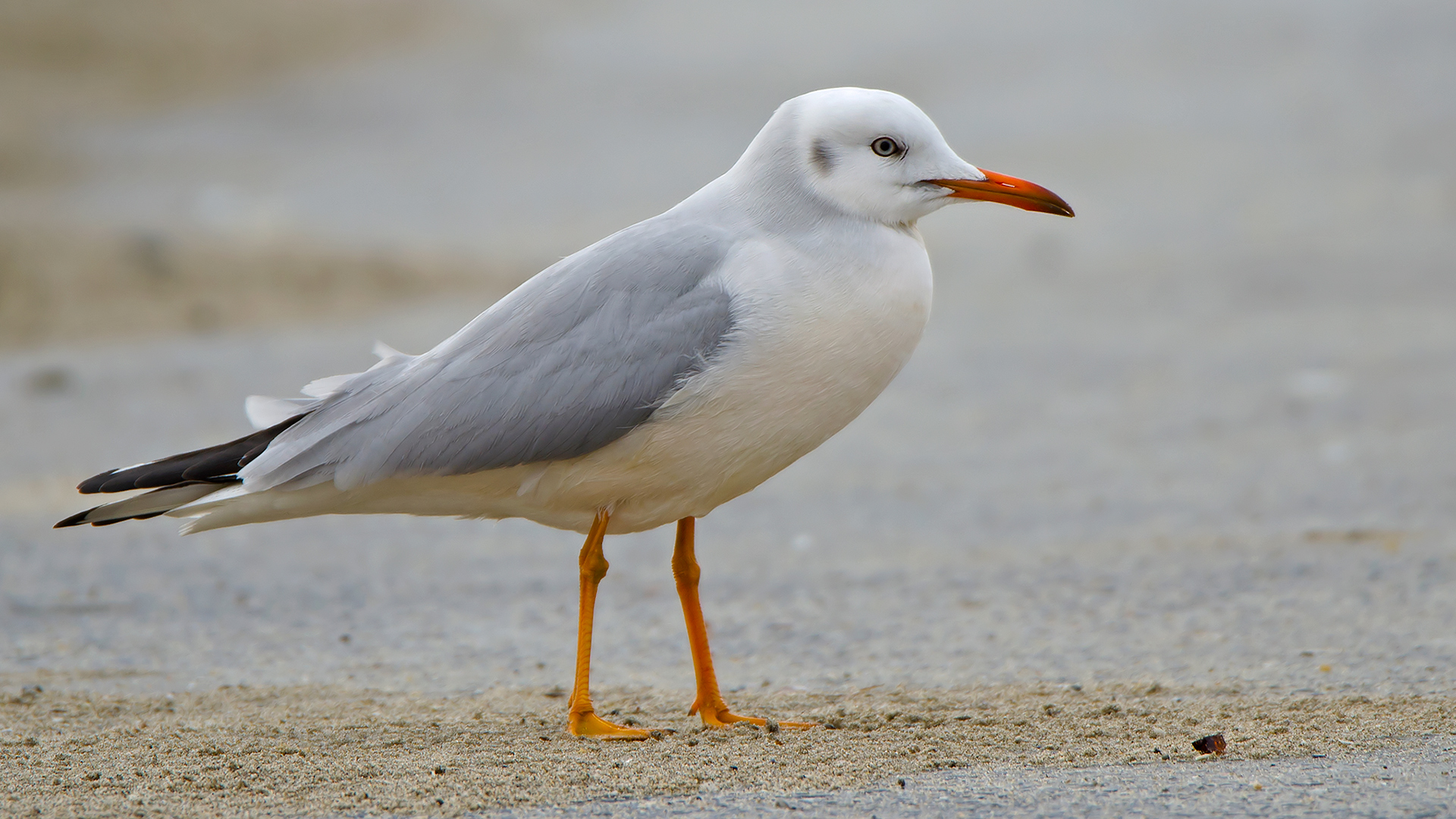 İncegagalı martı » Slender-billed Gull » Chroicocephalus genei