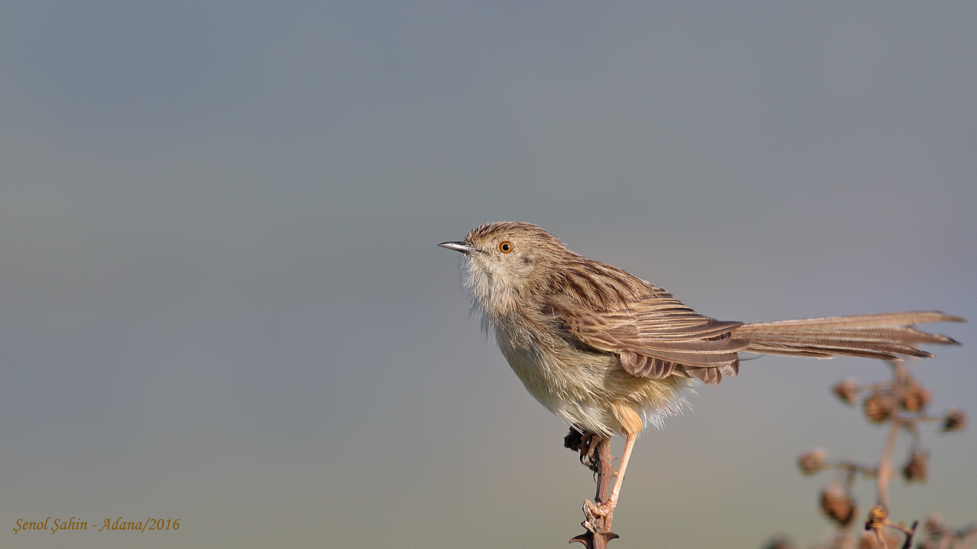 Dikkuyruklu ötleğen » Delicate prinia » Prinia lepida