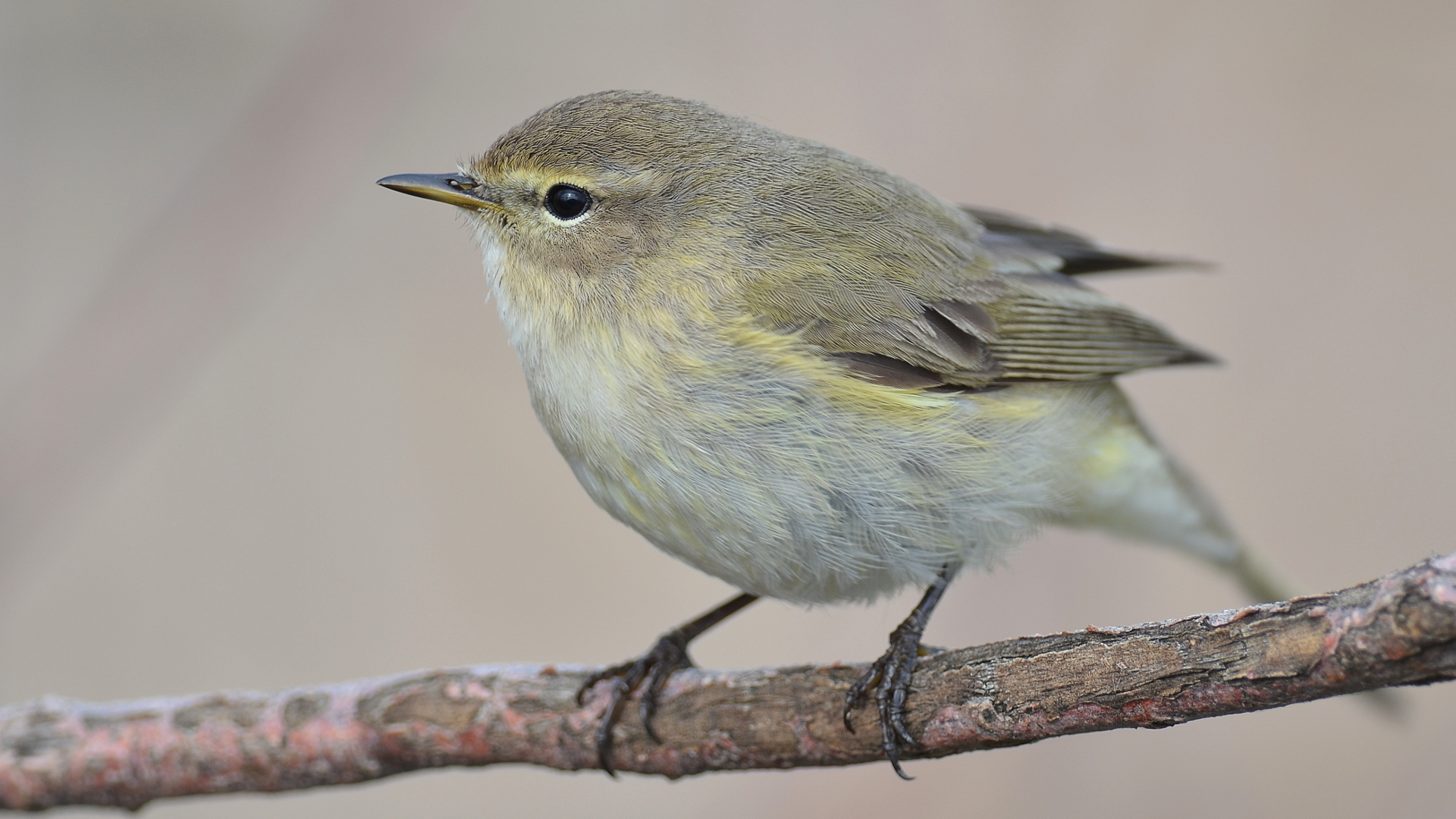 Çıvgın » Common Chiffchaff » Phylloscopus collybita