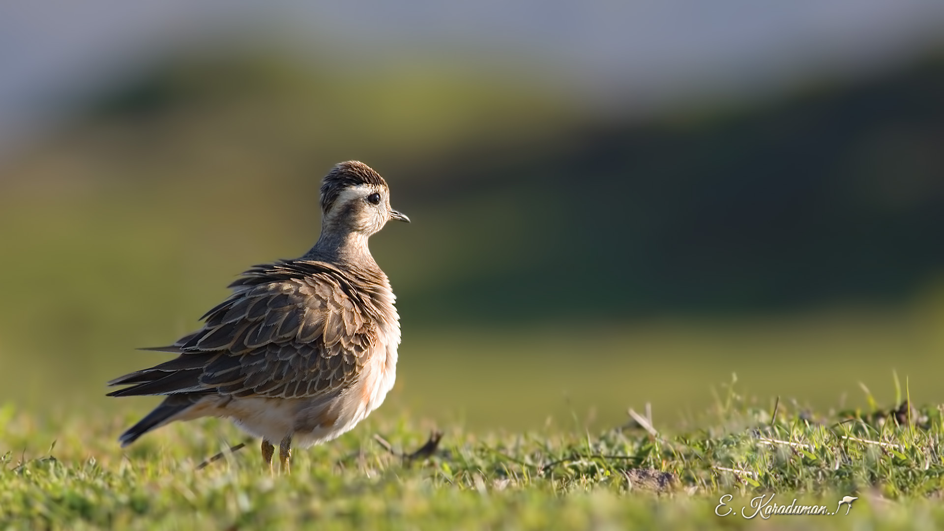 Dağ cılıbıtı » Eurasian Dotterel » Charadrius morinellus