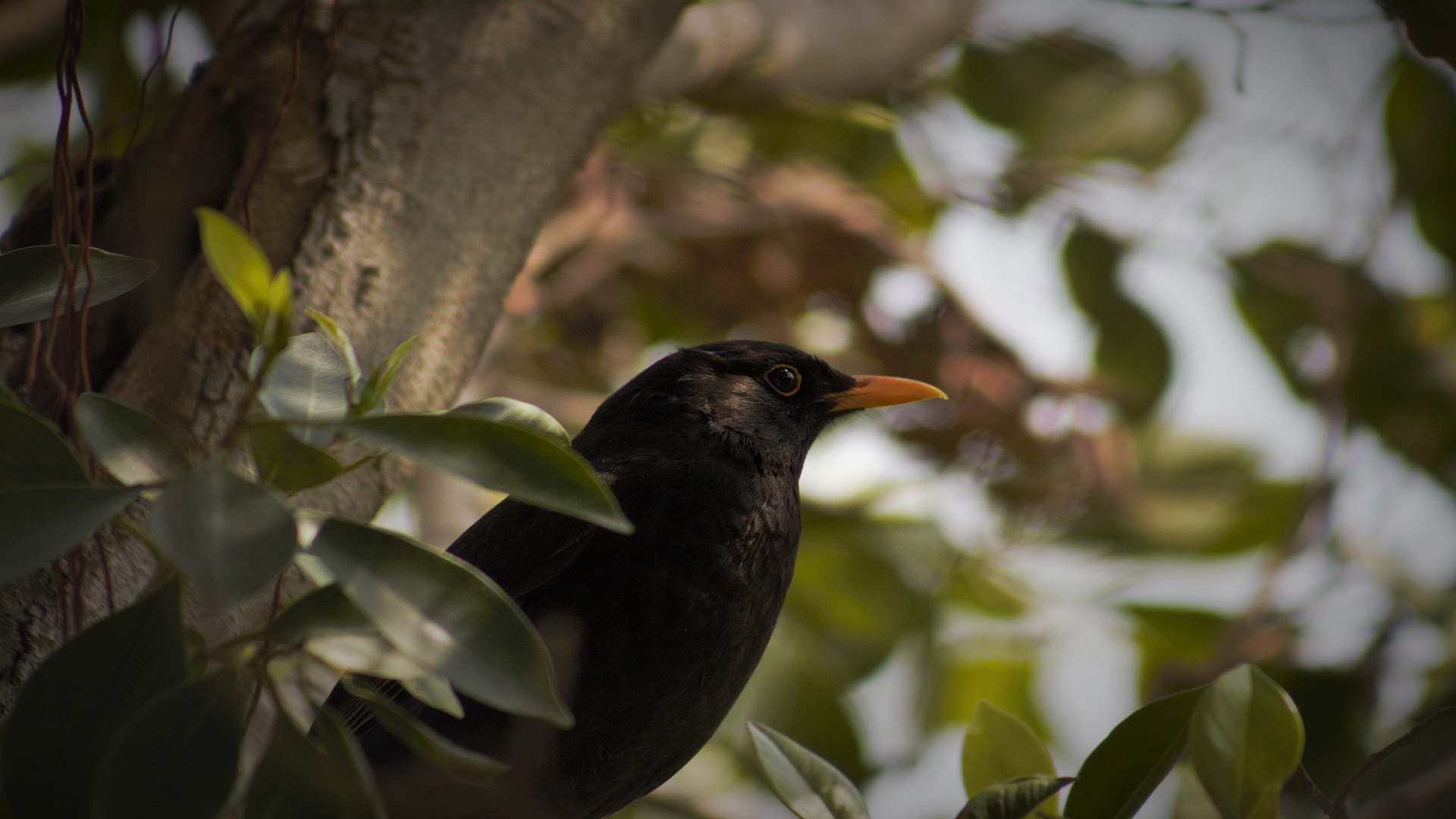 Karatavuk » Common Blackbird » Turdus merula