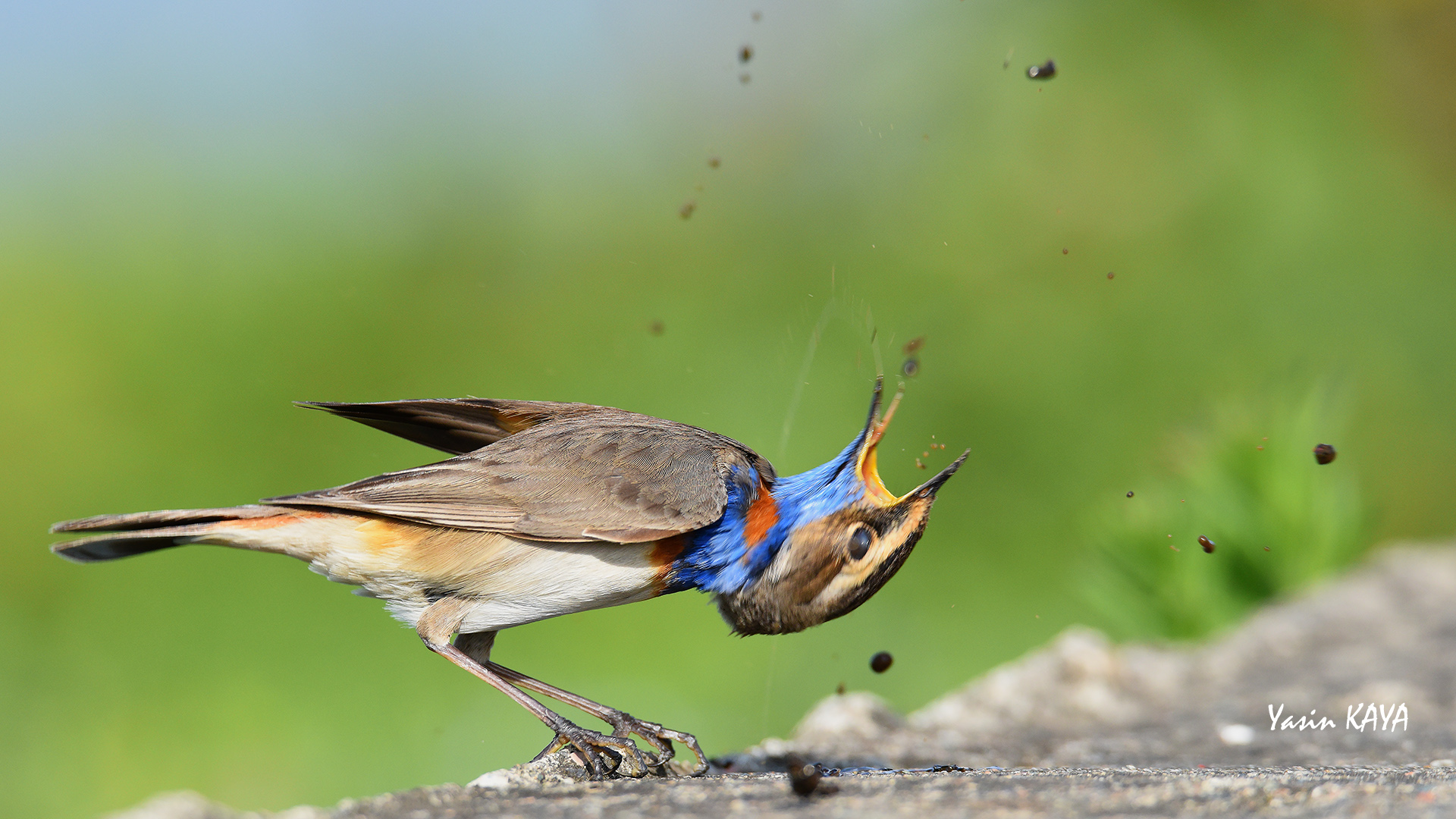 Mavigerdan » Bluethroat » Luscinia svecica