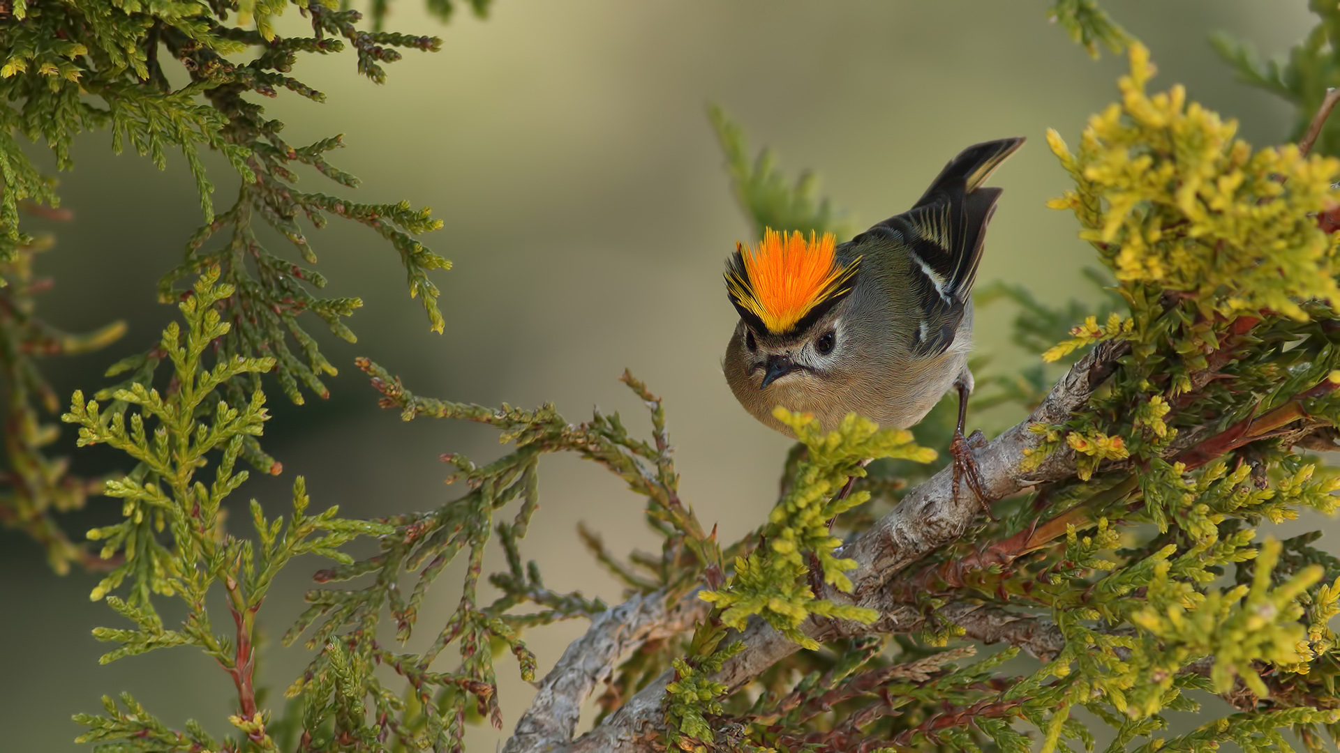 Çalıkuşu » Goldcrest » Regulus regulus 