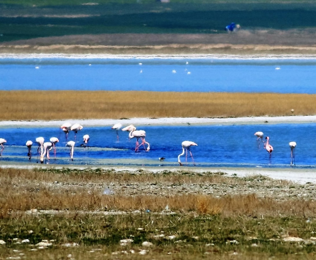 Küçük flamingo