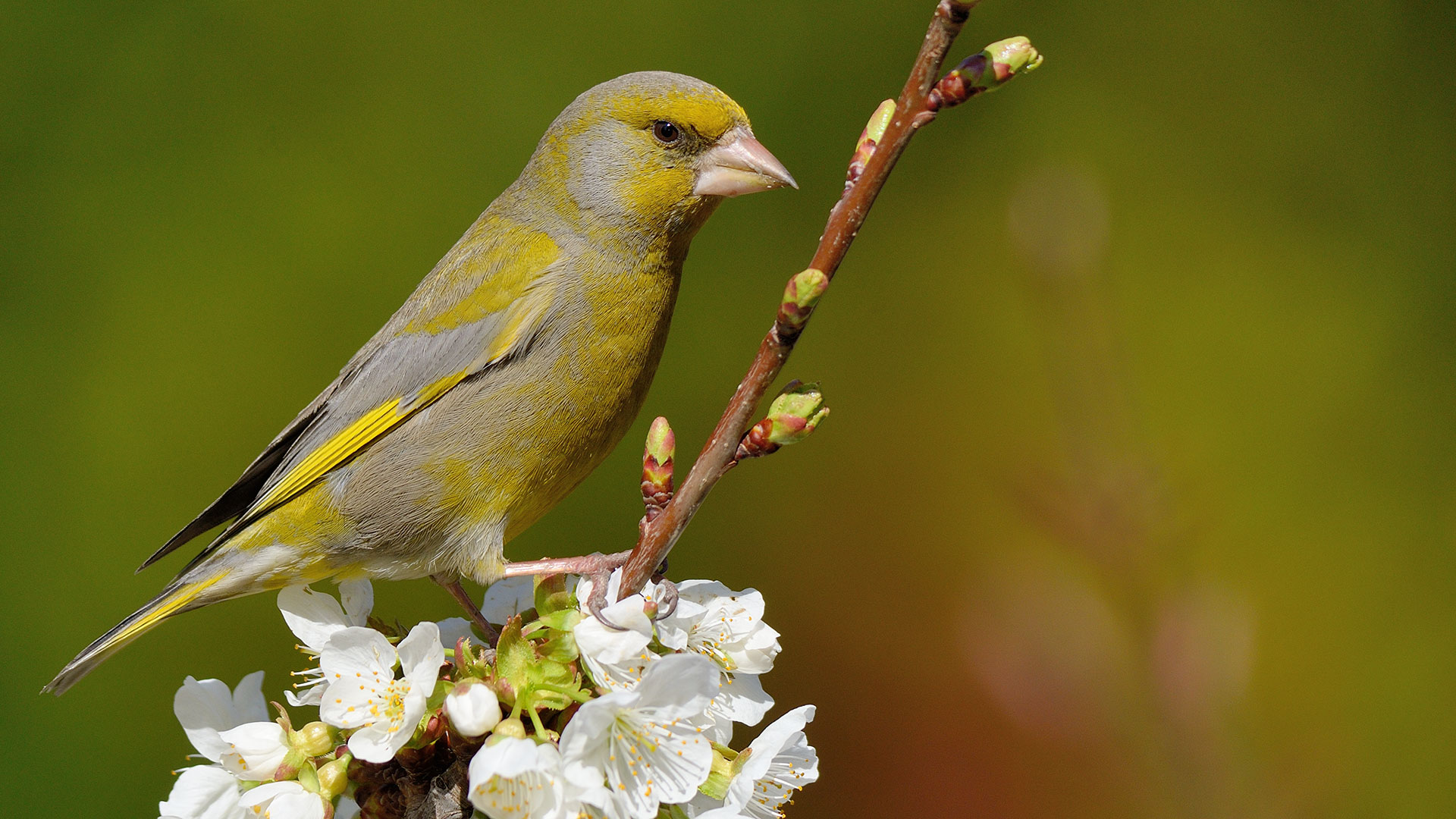 Florya » European Greenfinch » Chloris chloris