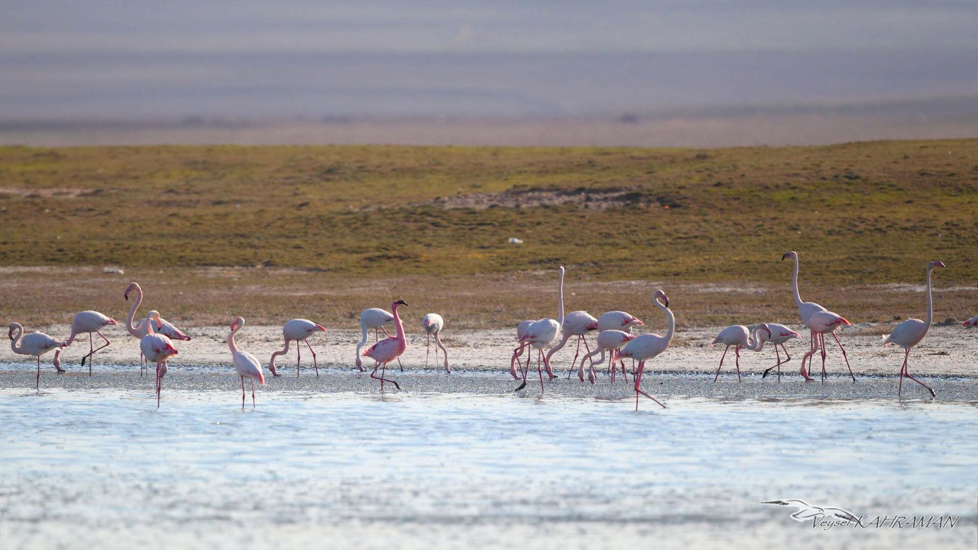 Küçük flamingo