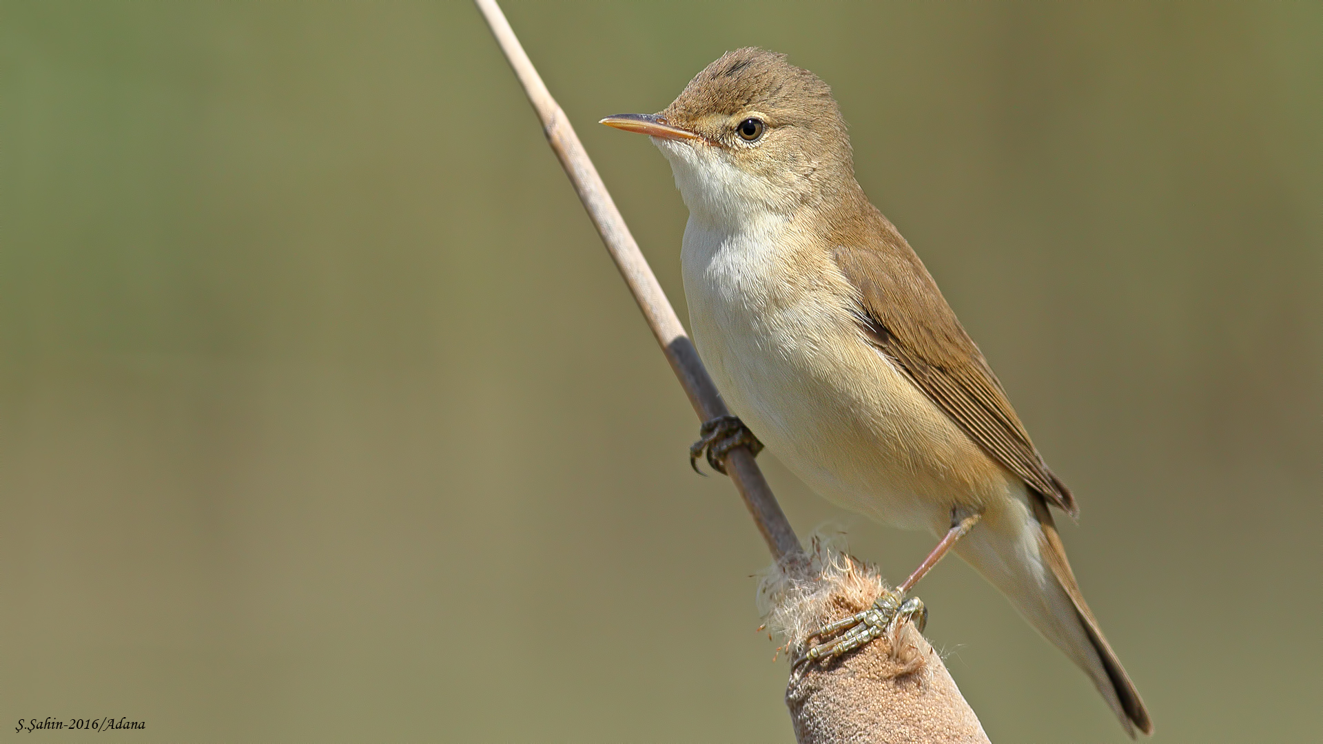 Saz kamışçını » Eurasian Reed Warbler » Acrocephalus scirpaceus