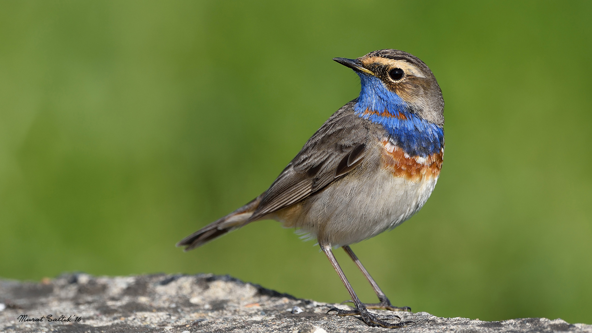 Mavigerdan » Bluethroat » Luscinia svecica