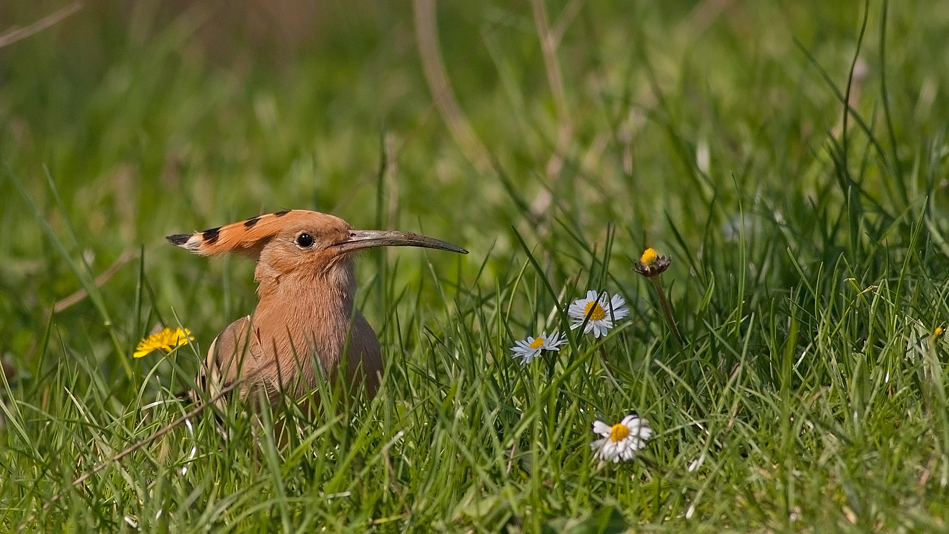 İbibik » Eurasian Hoopoe » Upupa epops