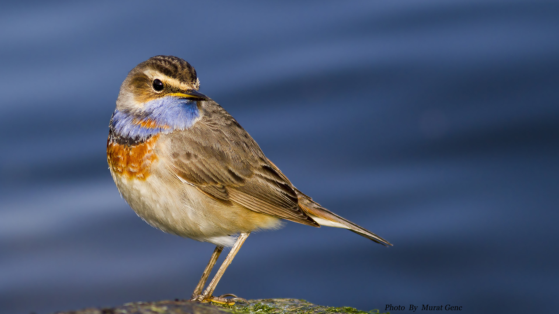 Mavigerdan » Bluethroat » Luscinia svecica