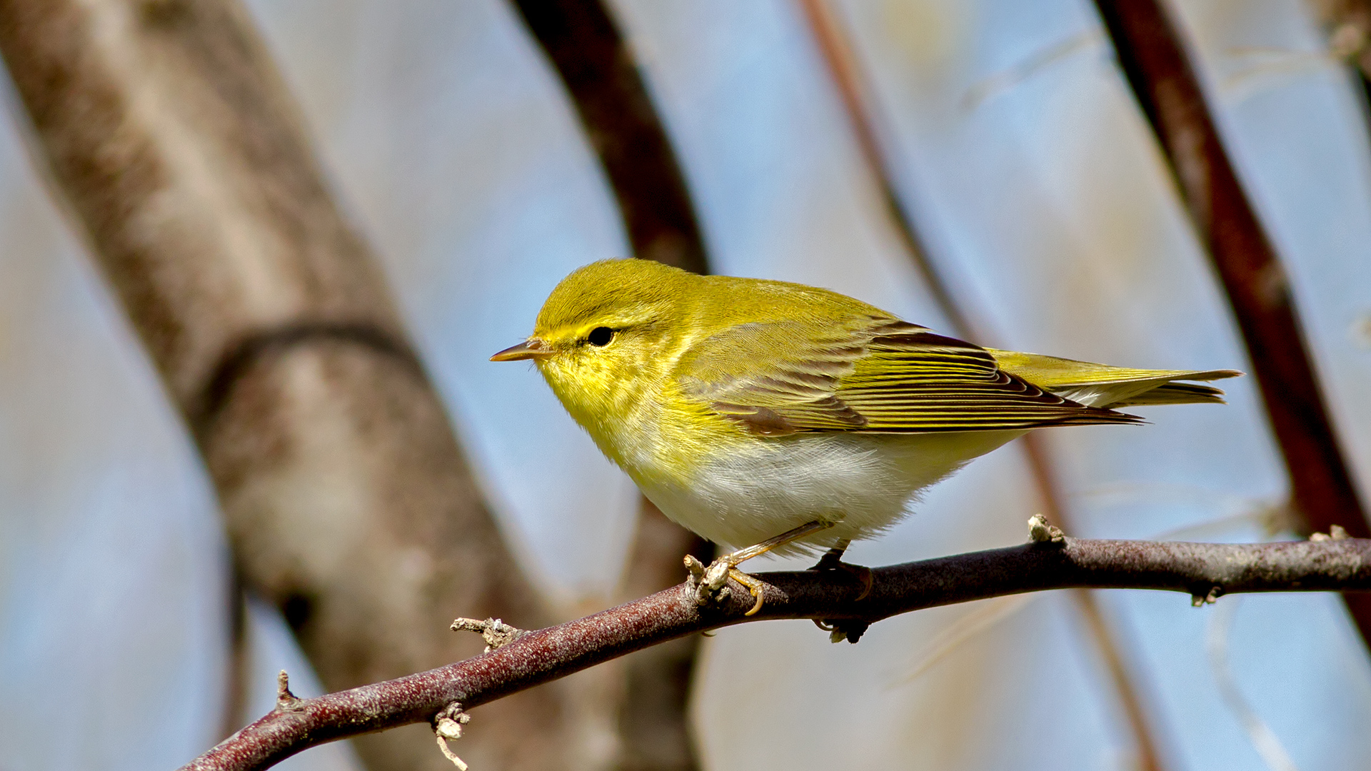 Orman çıvgını » Wood Warbler » Phylloscopus sibilatrix