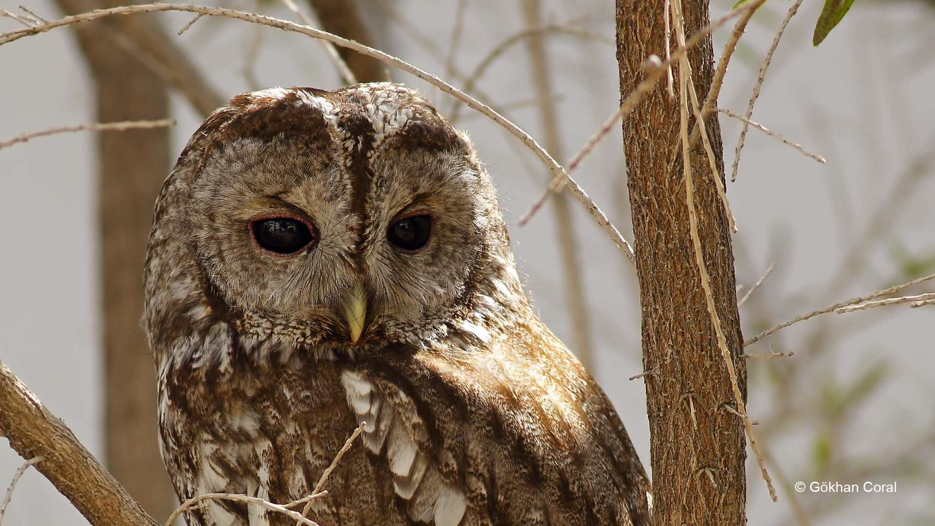 Alaca baykuş » Tawny Owl » Strix aluco